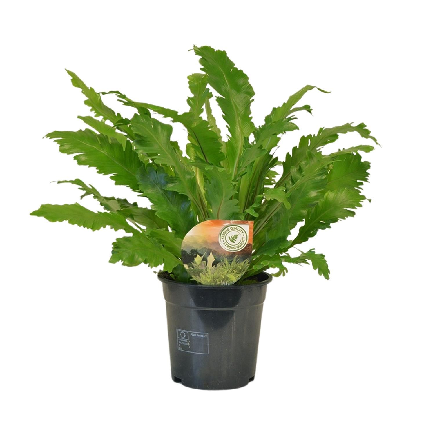 Asplenium Campio Zimmerfarn elegant