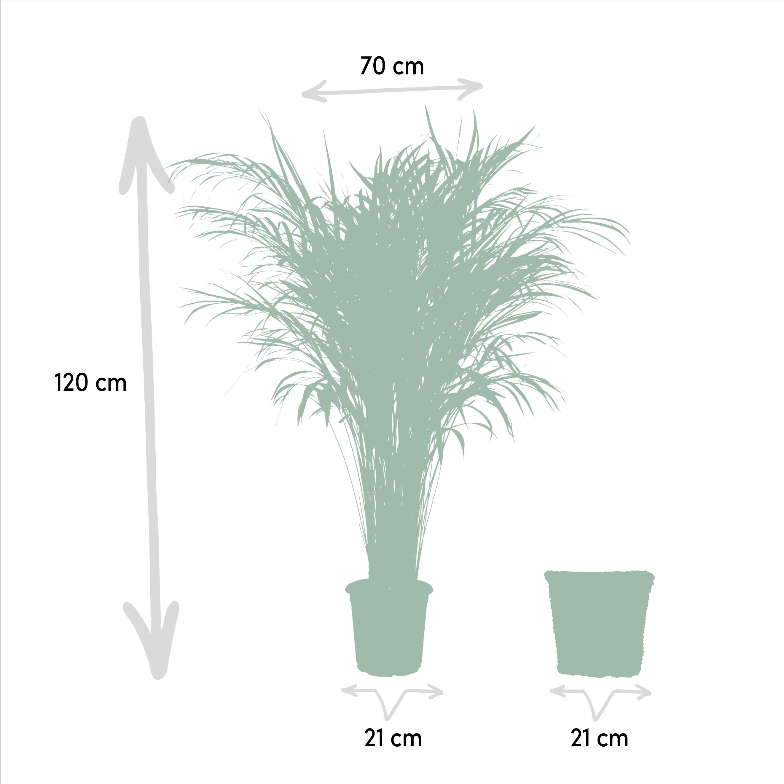 Areca Palme mit dekorativem Korb