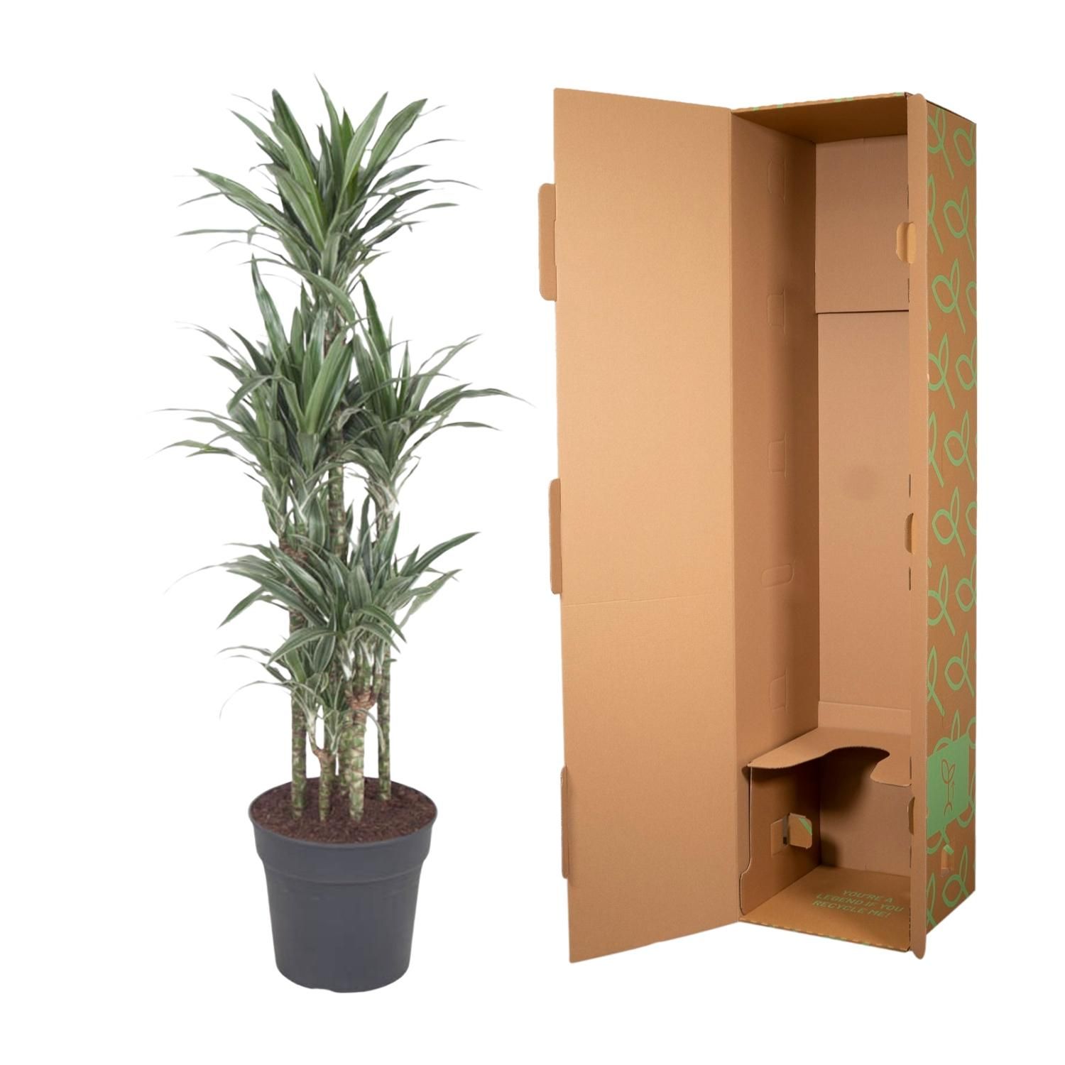 Dracaena Warneckei - Stilvolle Zimmerpflanze
