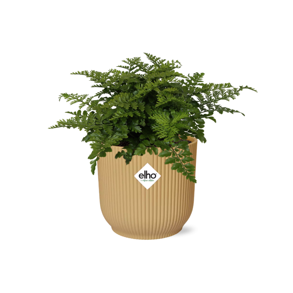 Asplenium Parvati Zimmerpflanze in dekorativem ELHO Vibes Fold Topf