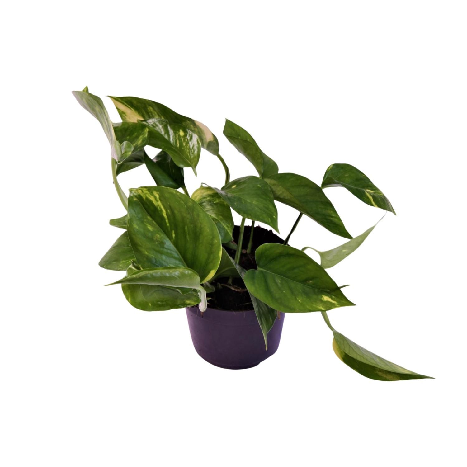 Scindapsus Aureum Zimmerpflanze mit glänzenden Blättern