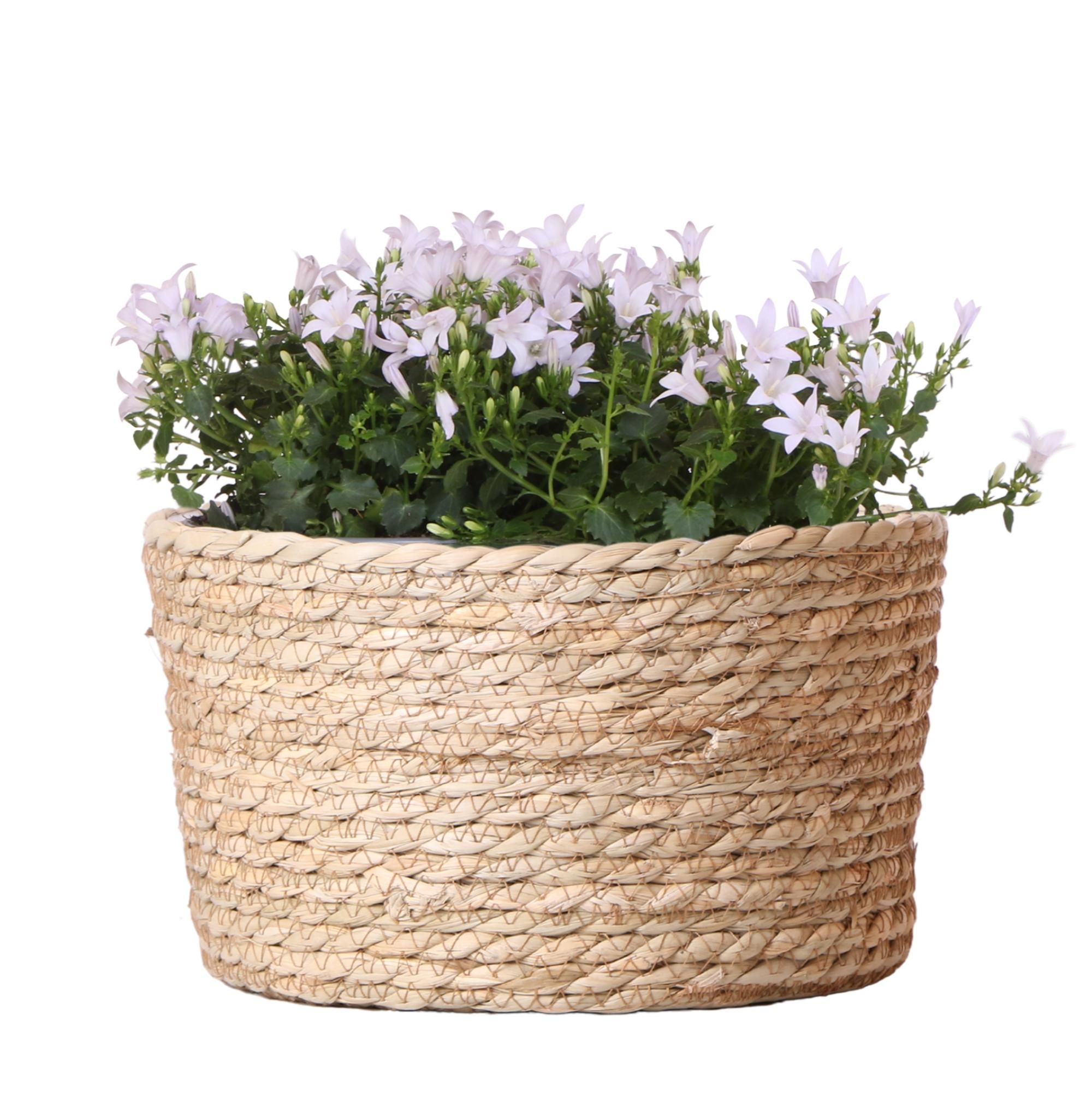 Campanula Addenda Ambella Weiß - Dekorativer Schilfkorb mit Glockenblumen