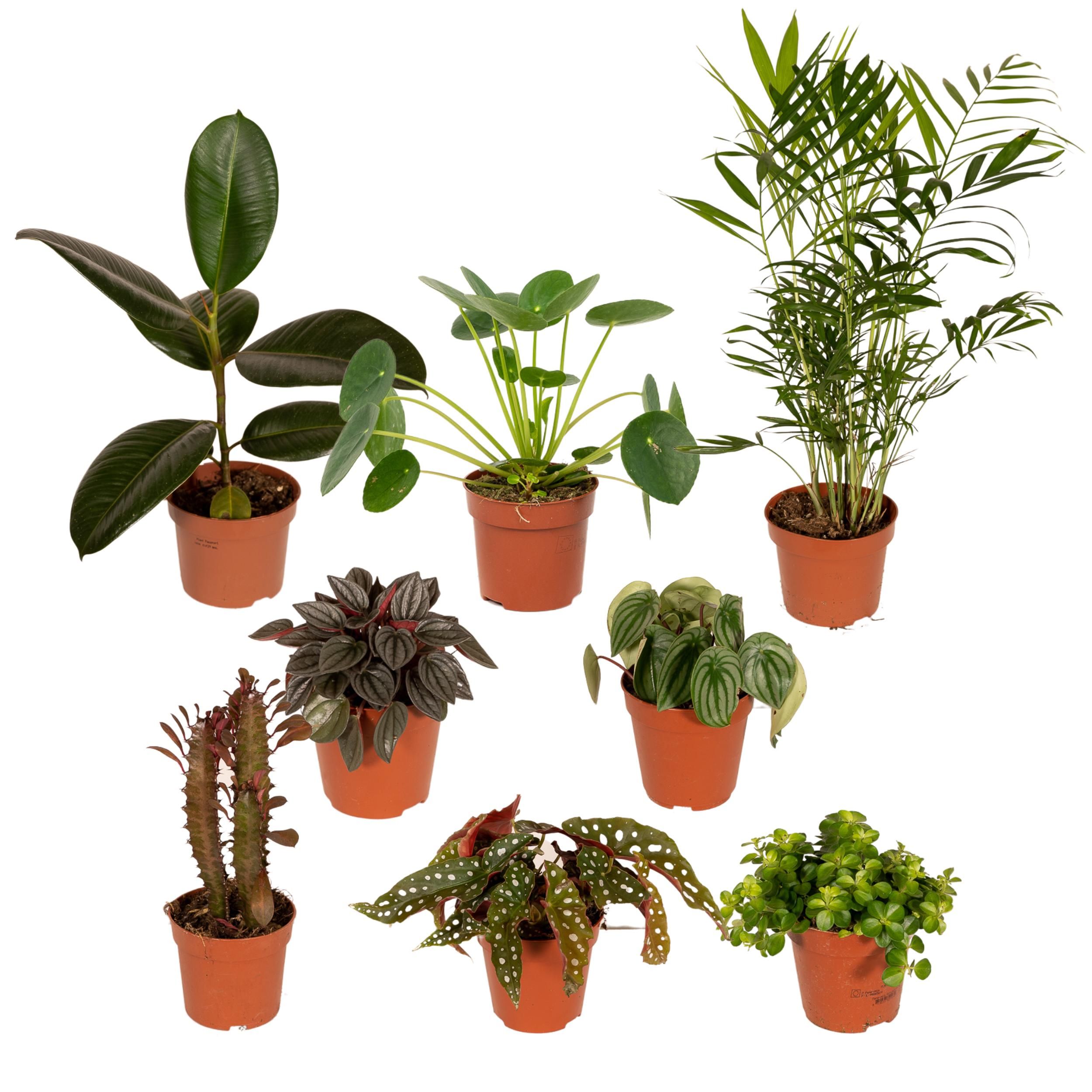 Außenseiterbox Mix Zimmerpflanzen