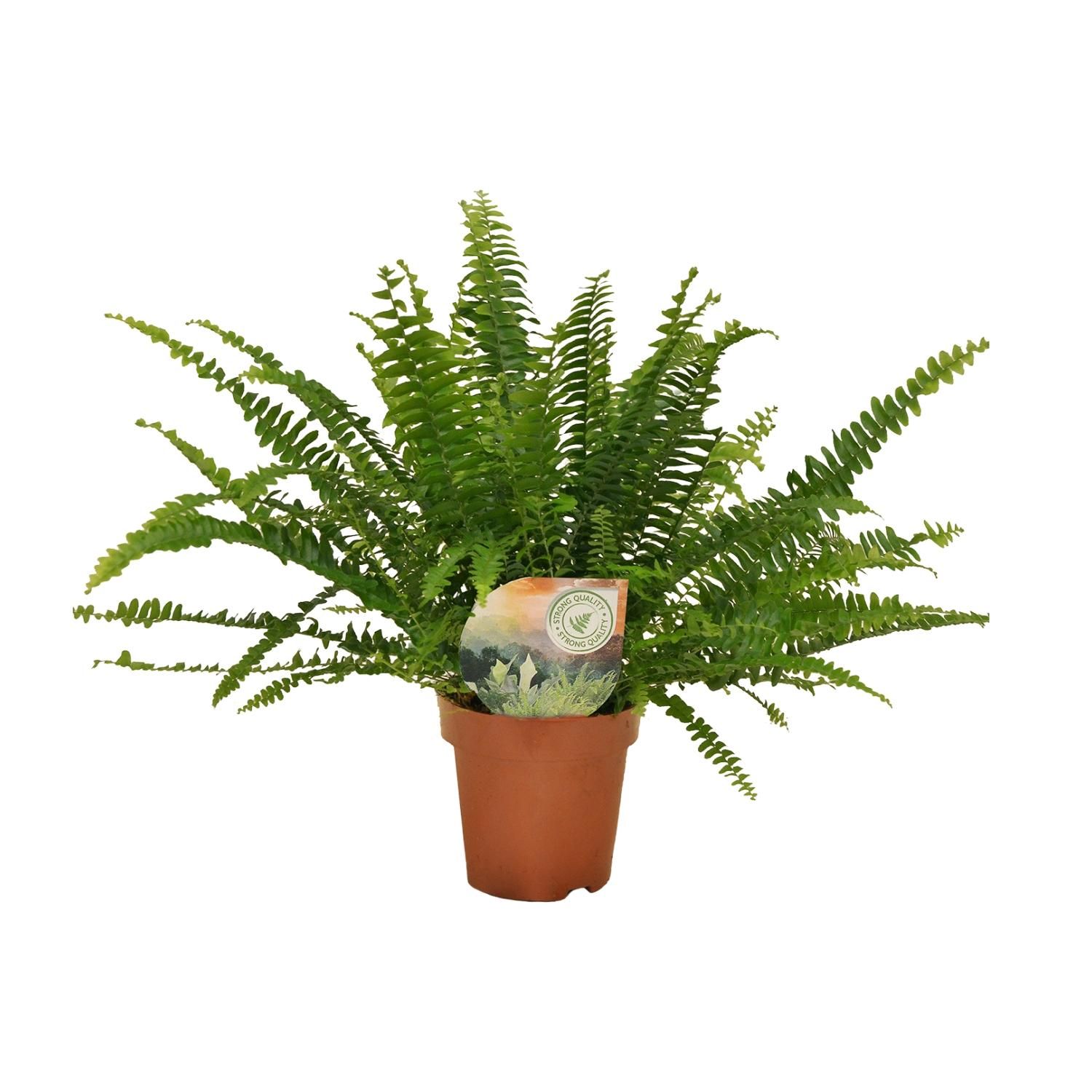 Boston Farn Nephrolepis Green Lady Zimmerpflanze
