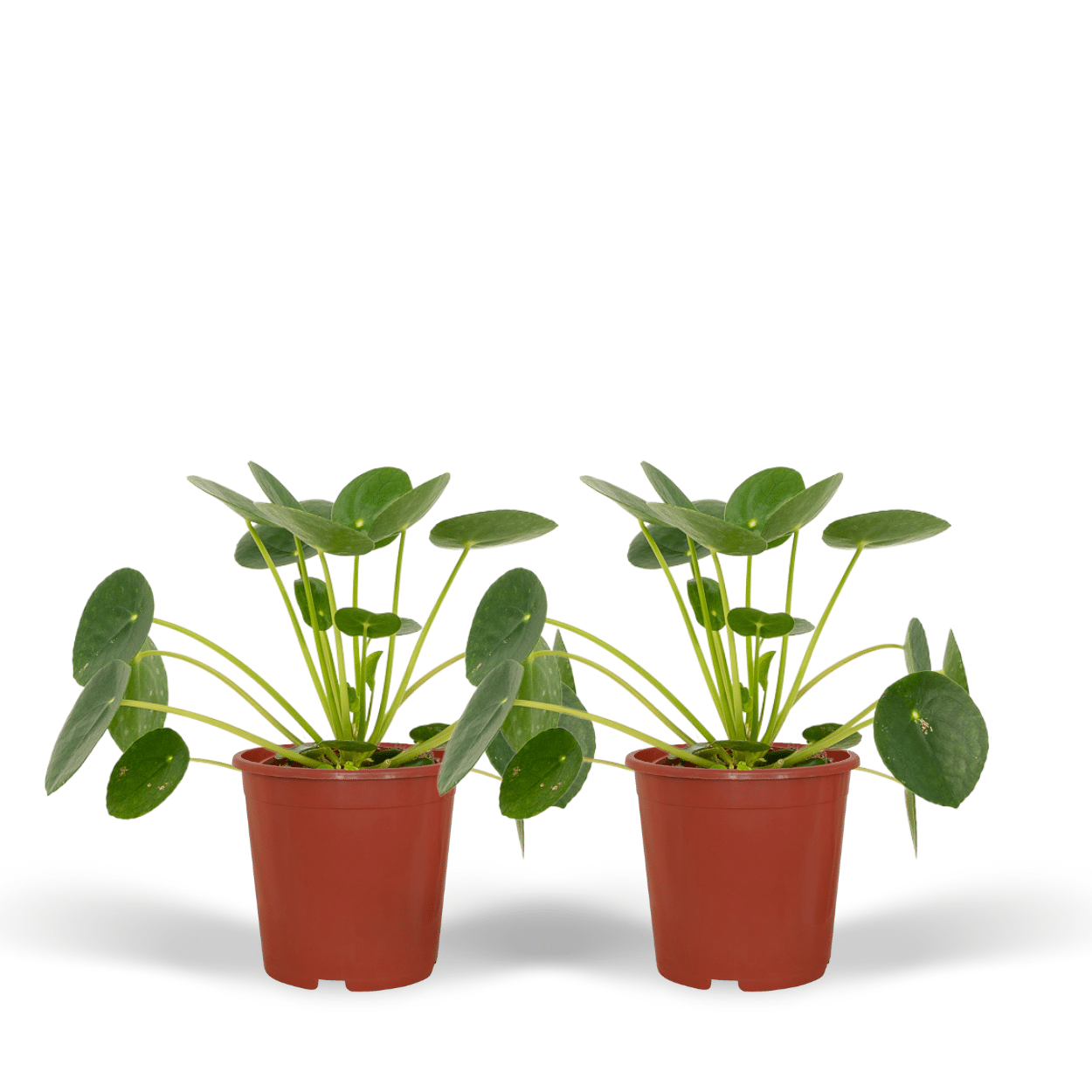 Pilea Peperomiodes Pfannkuchenpflanze