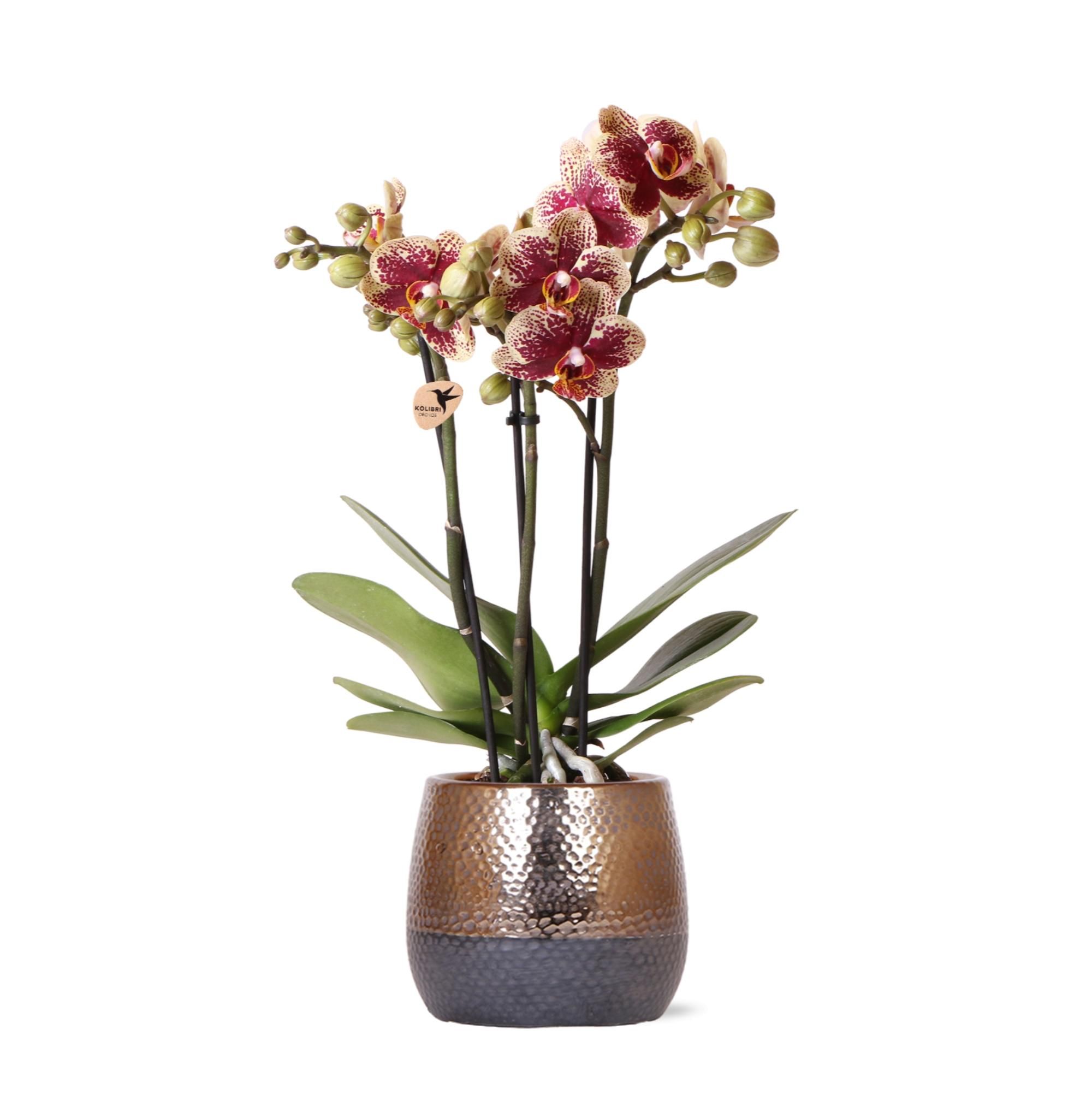 Phalaenopsis Orchidee in Kupfer-Ziertopf