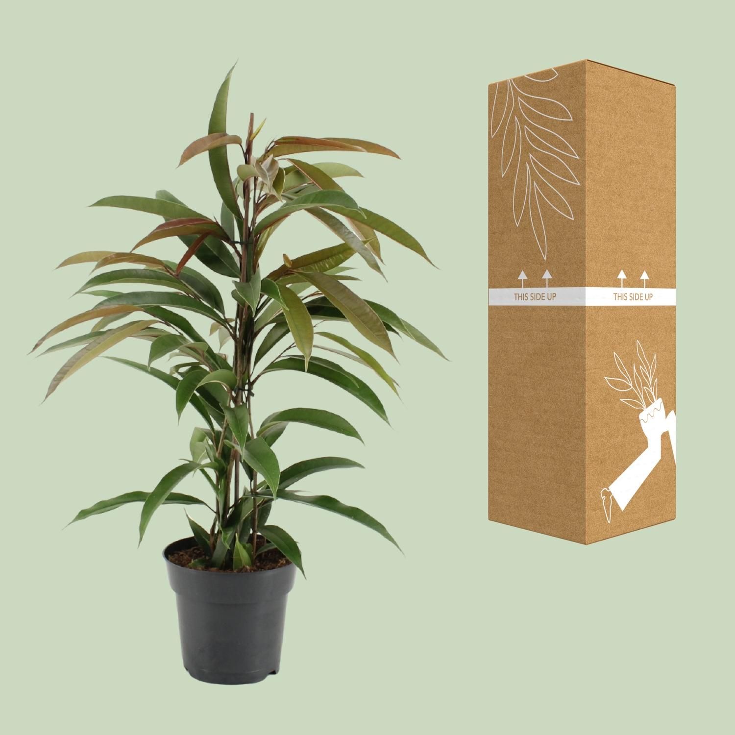 Ficus Binnendijkii Amstel King Zimmerpflanze