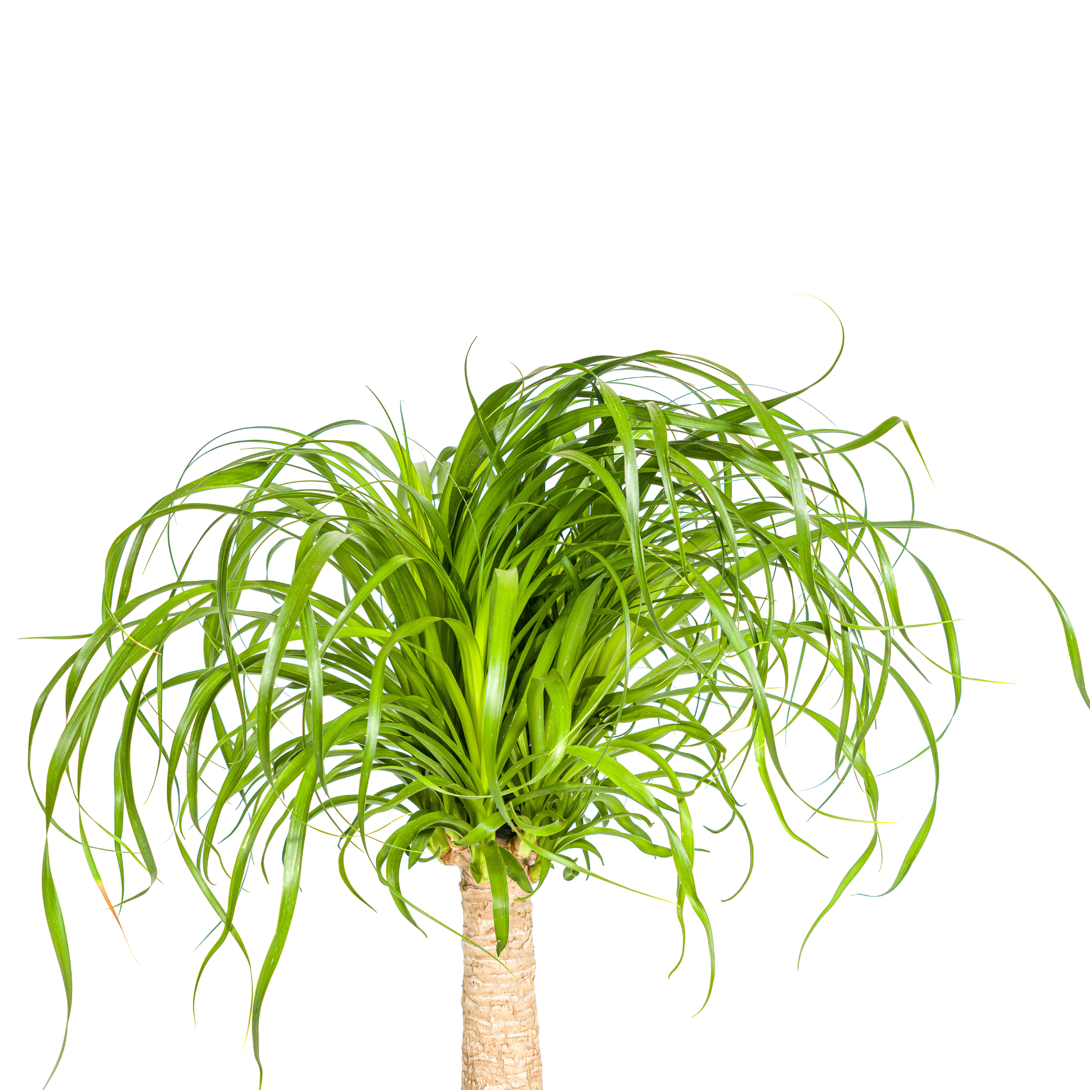Beaucarnea Recurvata | Elefantenfuß | Stammdurchmesser 21cm | 60-80cm Höhe
