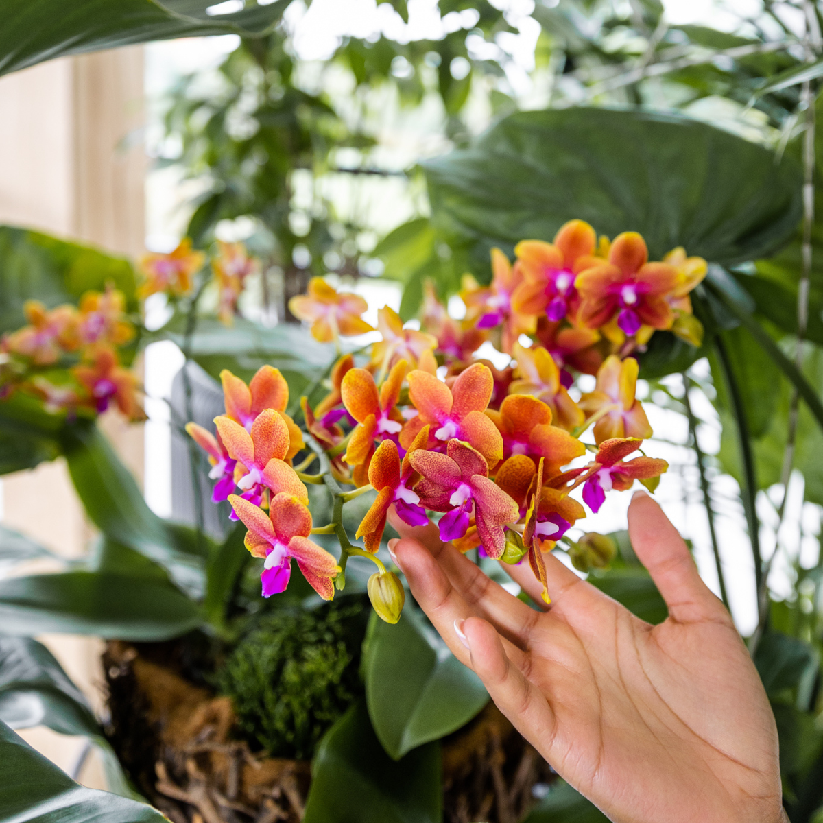 Phalaenopsis Orchidee in Cognac Glasur Topf