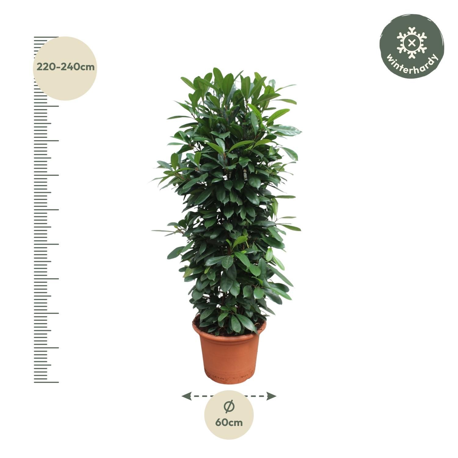 Ficus Cyathistipula Zimmerpflanze