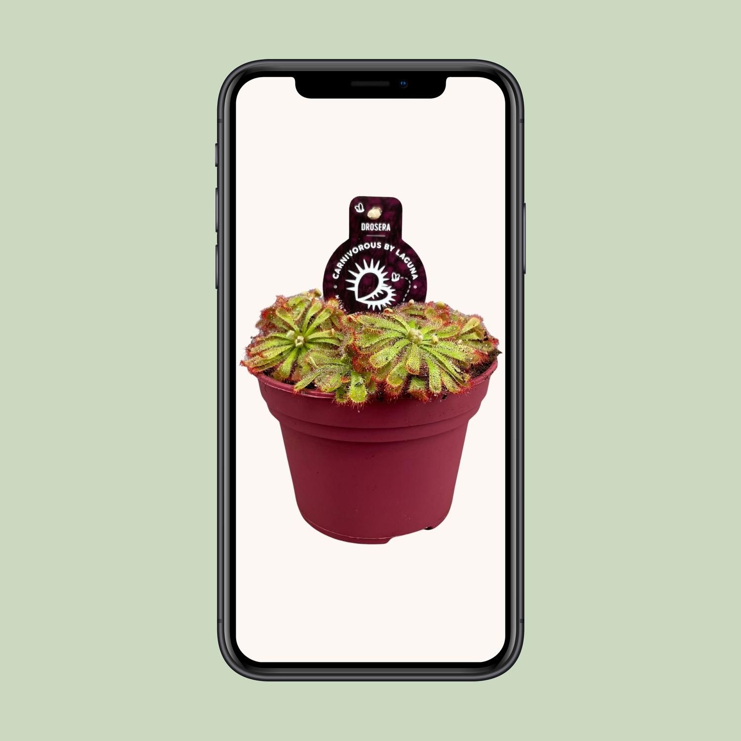 Drosera Aliciae Sonnentau Zimmerpflanze