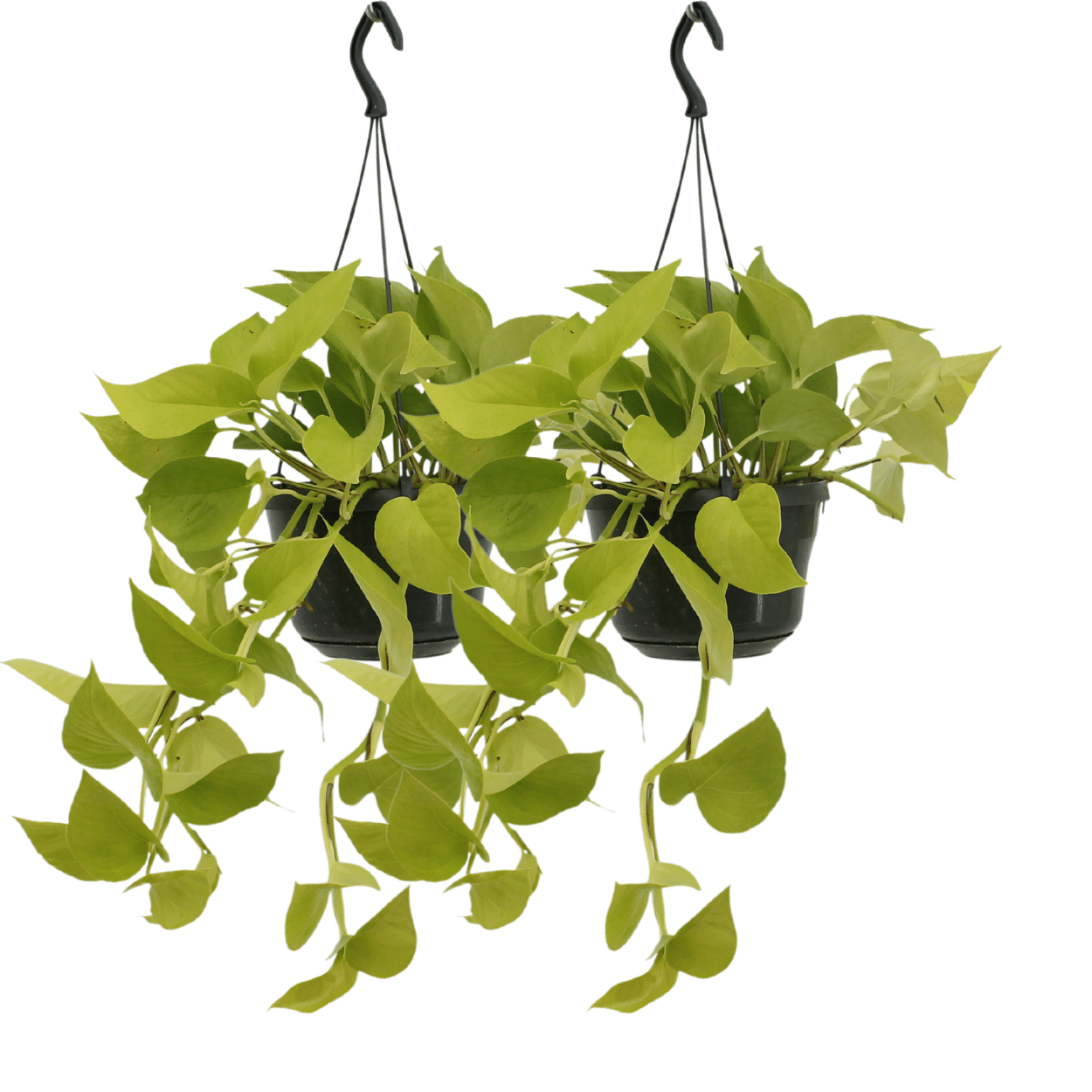Epipremnum Golden Pothos Zimmerpflanze