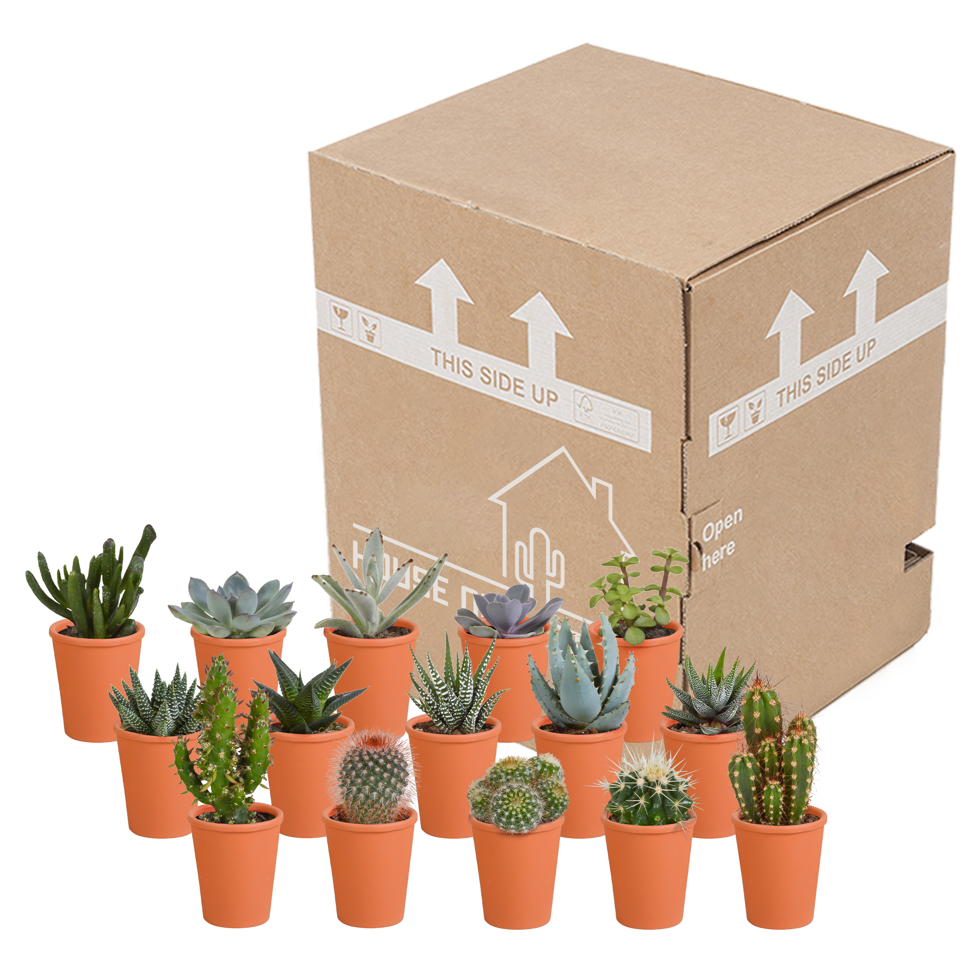 Bunte Cactus und Sukkulenten Mischung in Terrakotta