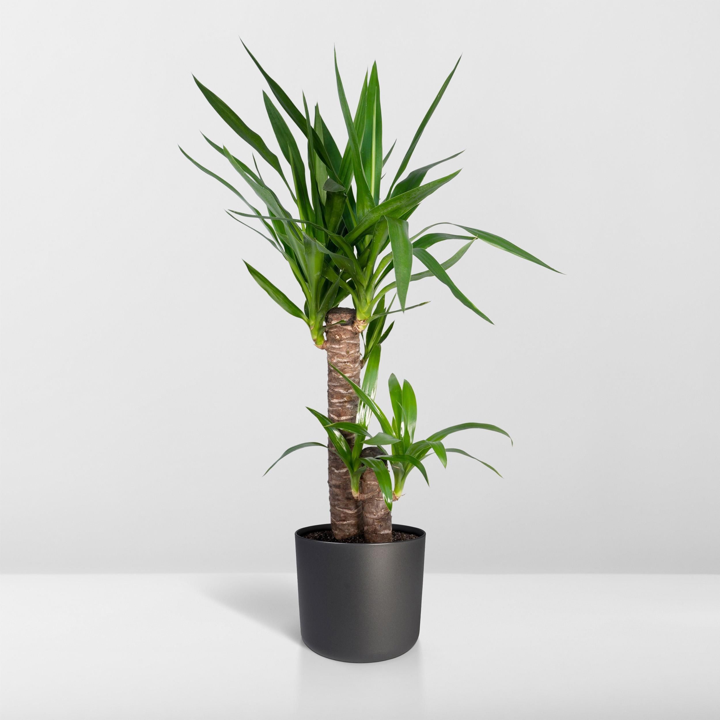 Yucca Elephantipes Zimmerpflanze