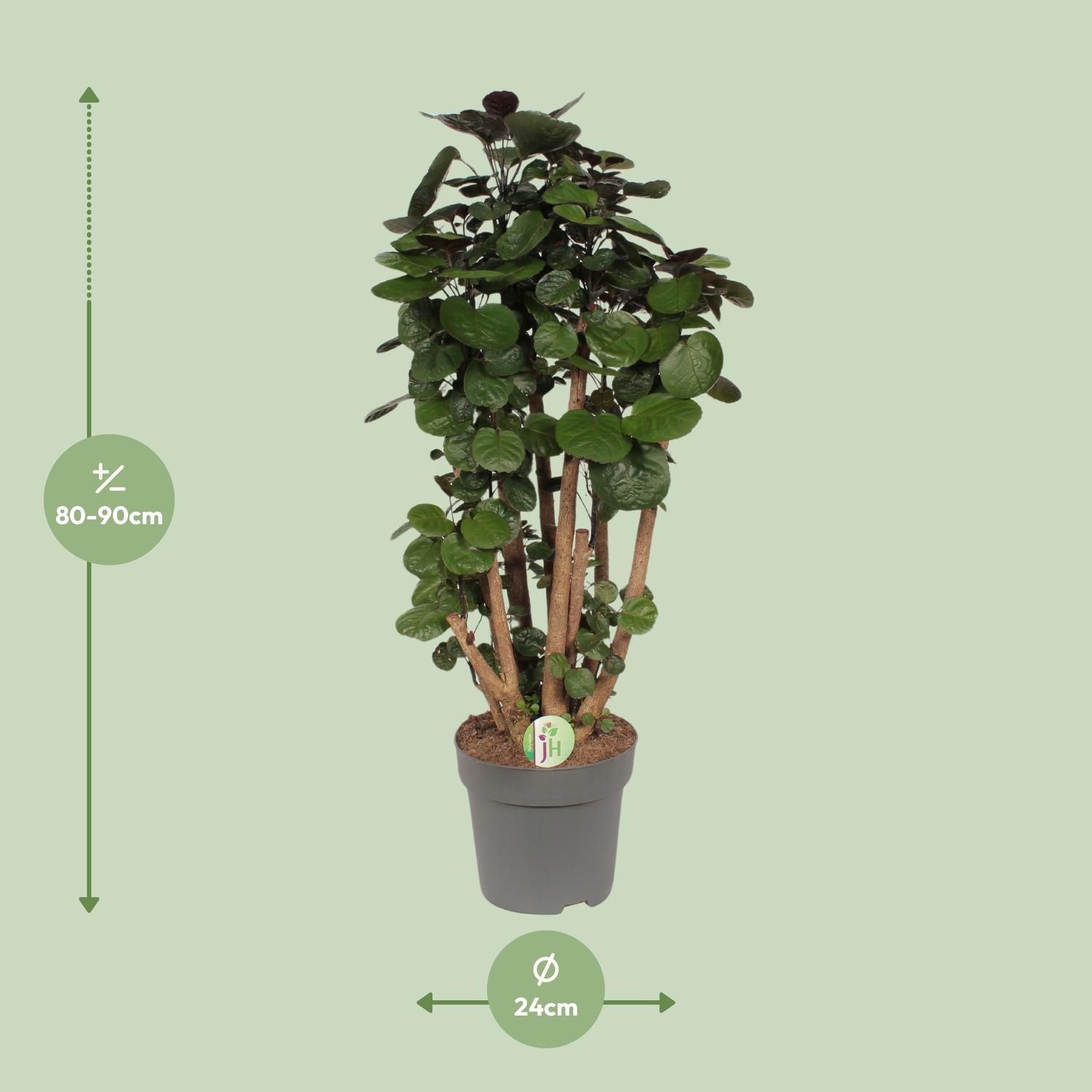 Polyscias Fabian – ø24cm Topf – 90cm Höhe – Ideal als Zimmerbaum