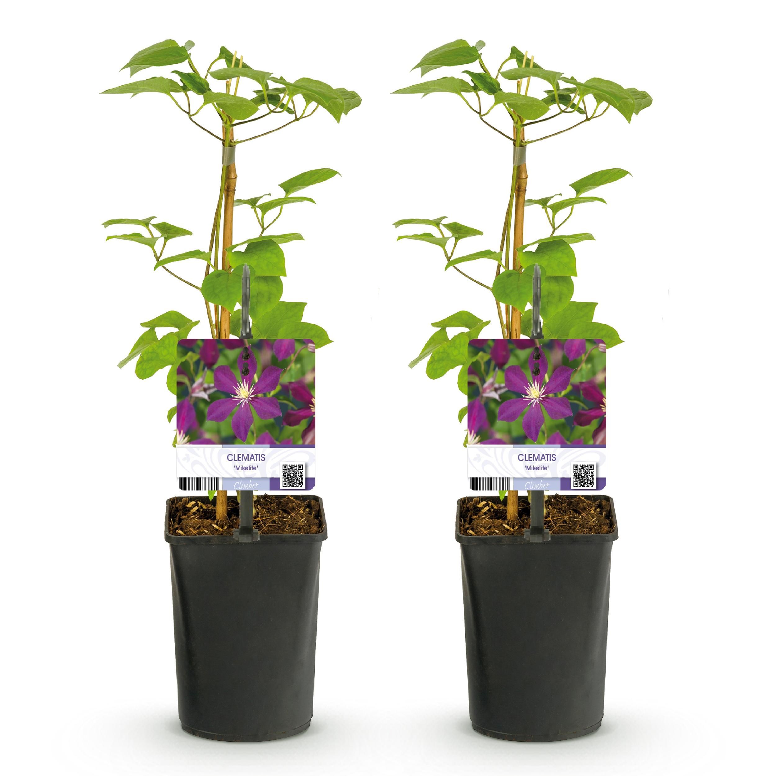 Clematis Mikelite – Lila Blüten – Wenig Pflege – 2 Pflanzen