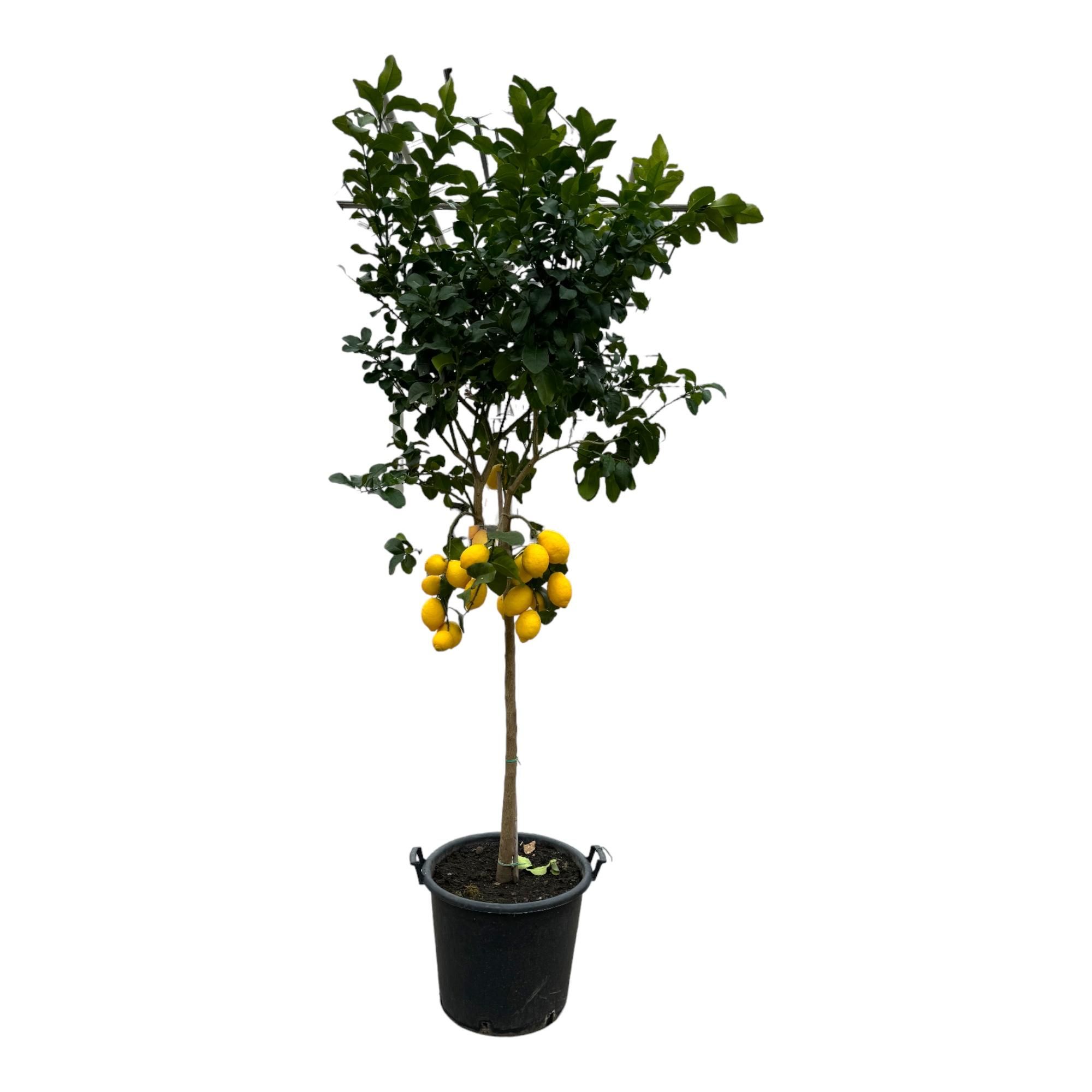 Citrus Calamondin Baum