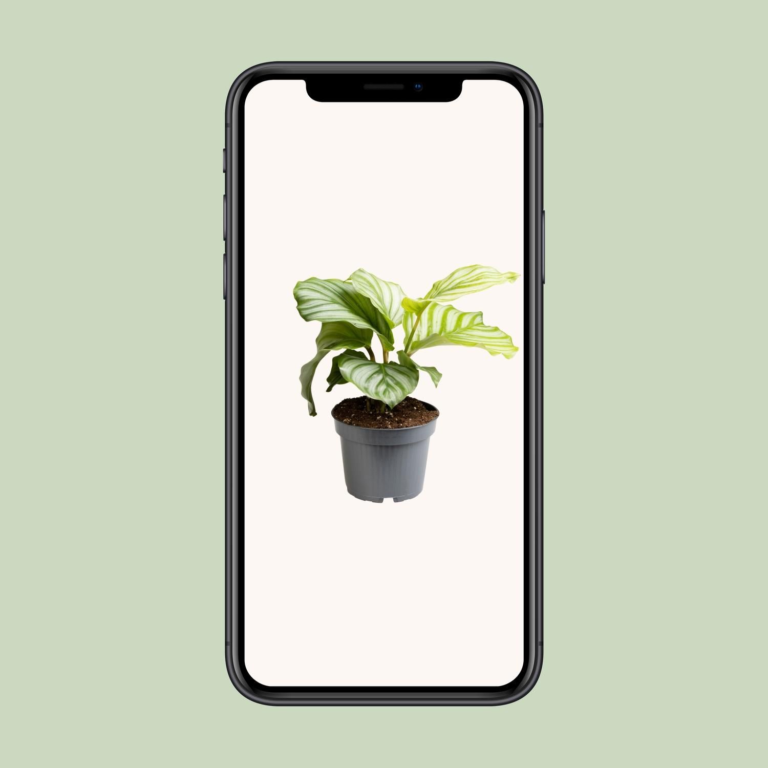 Calathea Orbifolia Zimmerpflanze