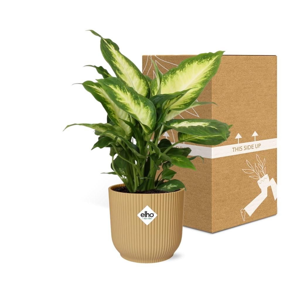 Dieffenbachia Zimmerpflanze im gelben ELHO Übertopf