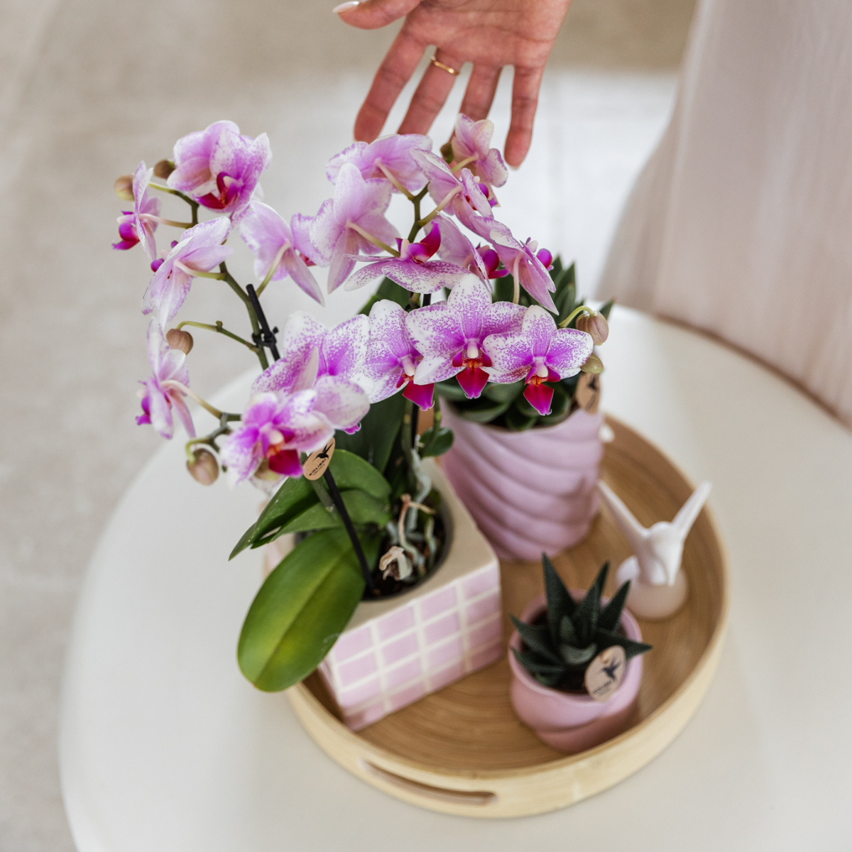 Phalaenopsis Orchidee Rosa Blühend