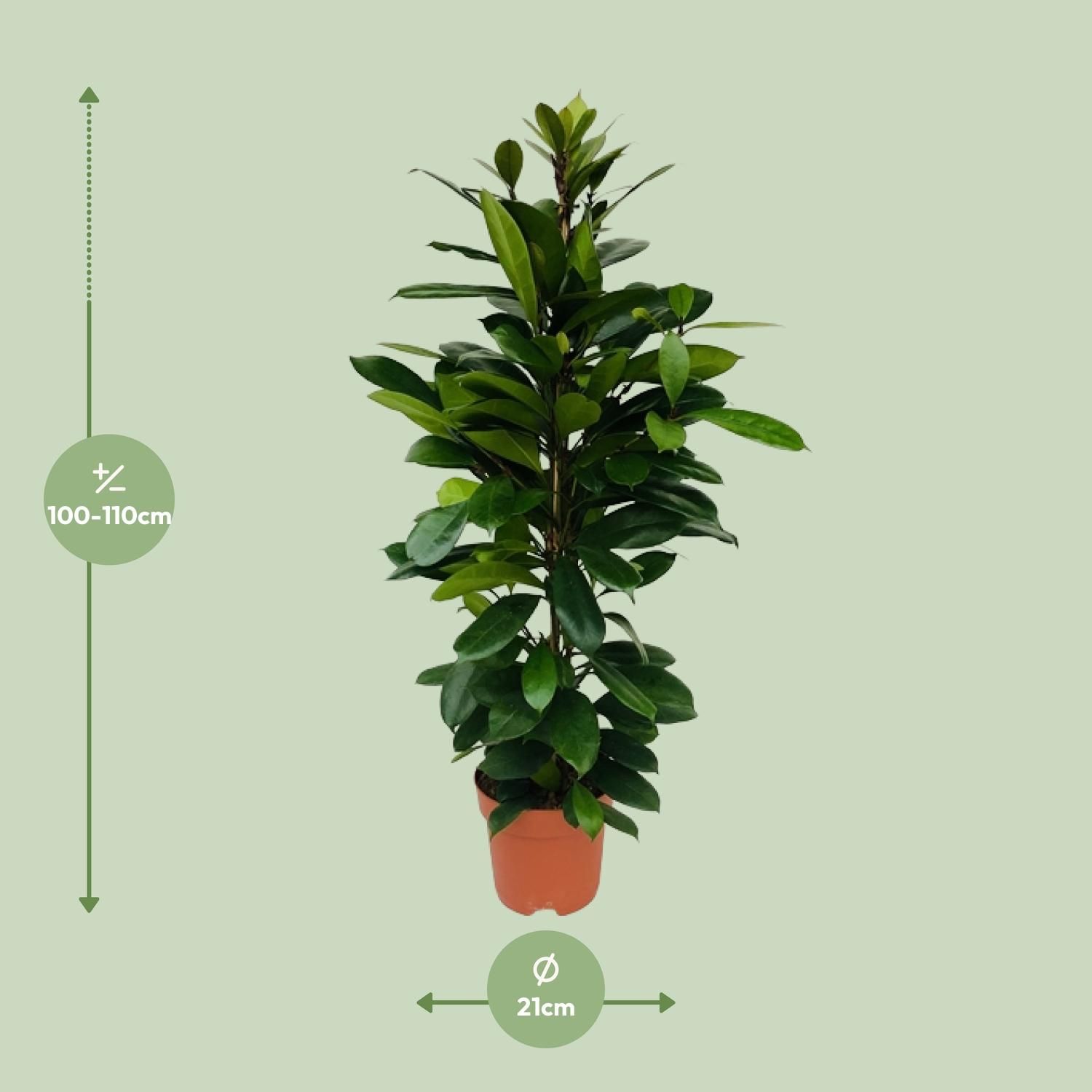Ficus Cyathistipula Zimmerpflanze