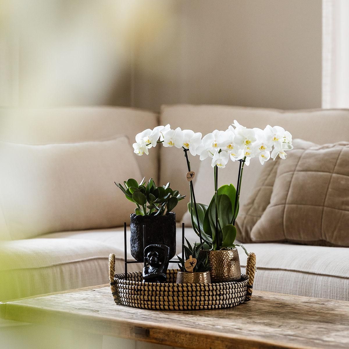 Phalaenopsis Orchidee Geschenkset Home Hub mit Grünpflanzen