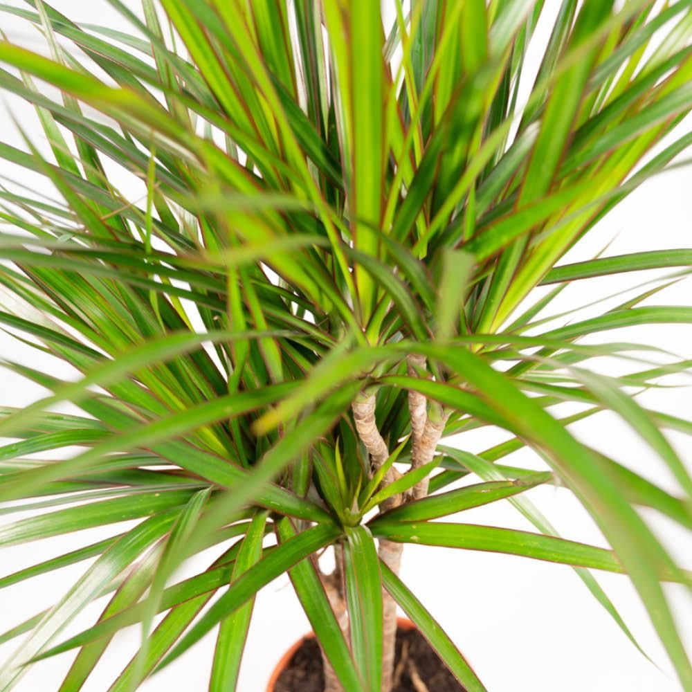 Dracaena Zimmerpflanzen Set – Drachenbäume für Wohnräume