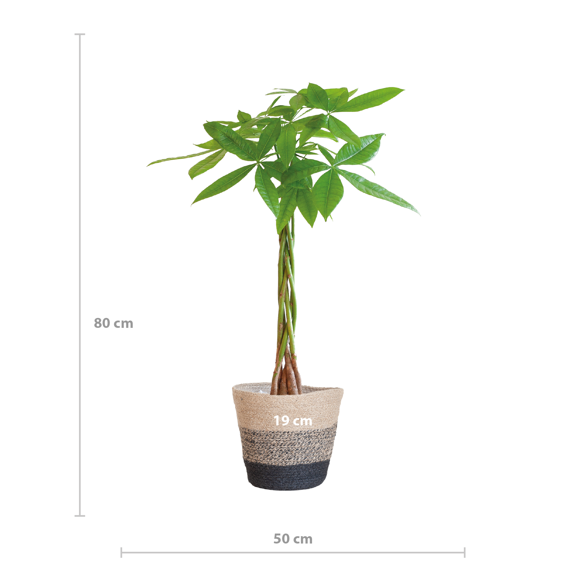 Pachira Aquatica - Geldbaum - Mit Topf Schwarz - 80 cm