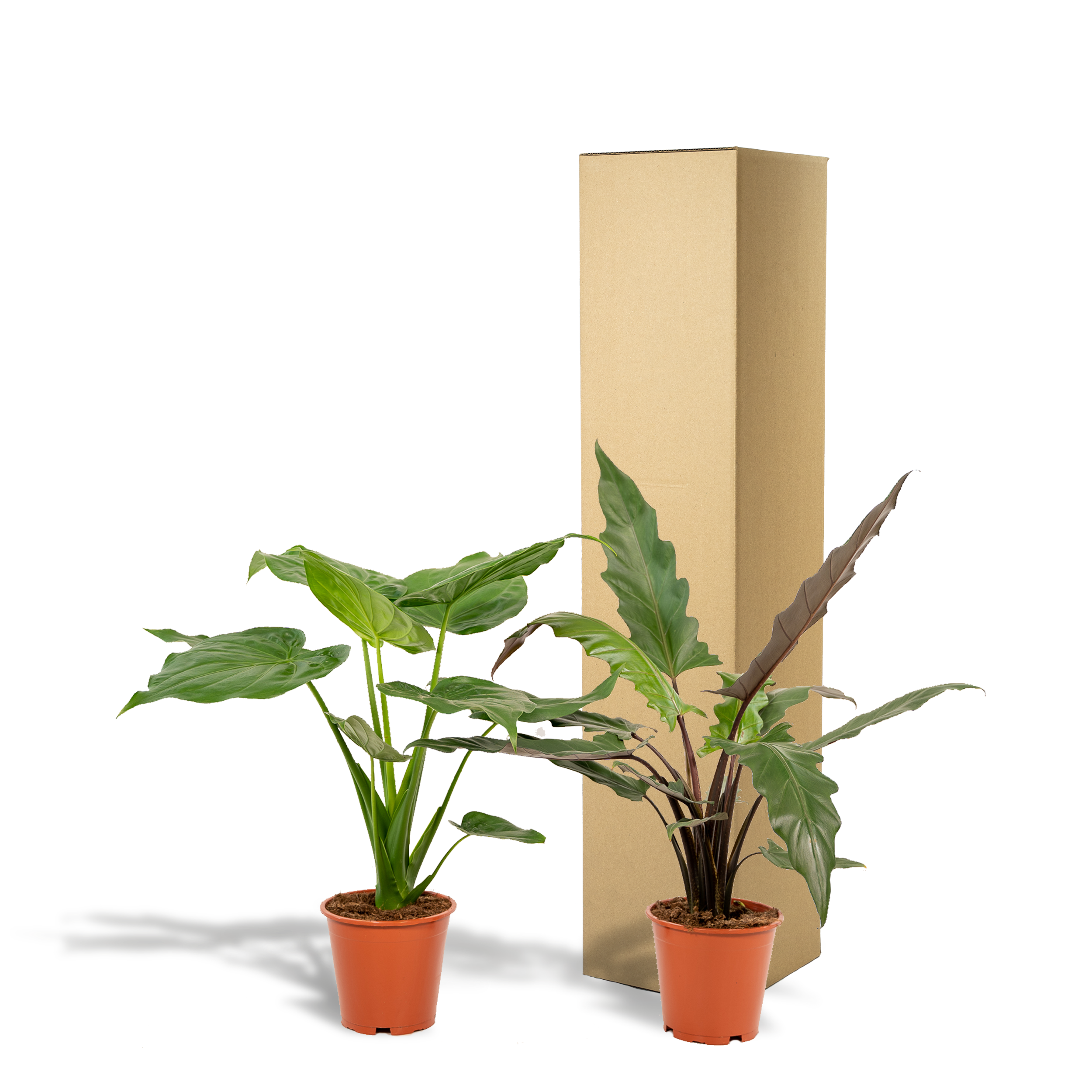 Alocasia Cucullata Zimmerpflanze mit Herzförmigen Blättern