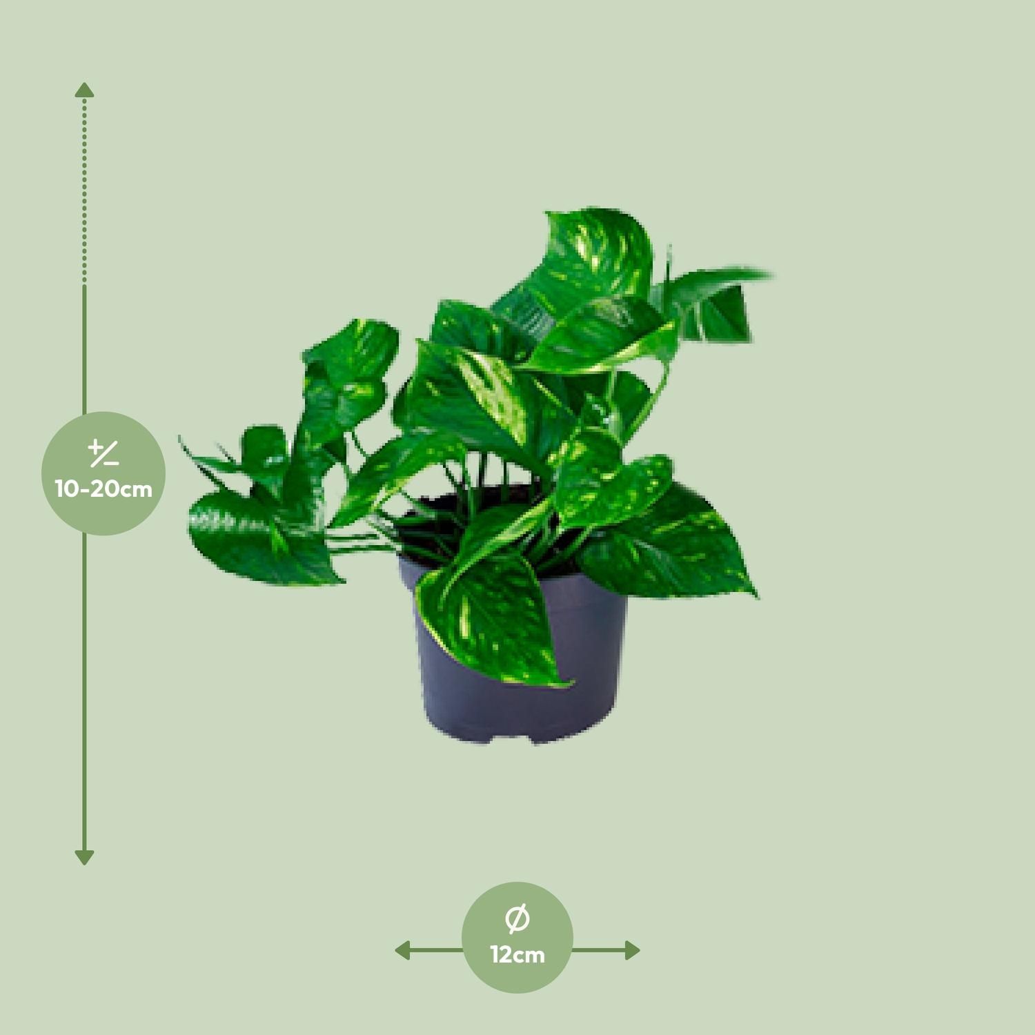 Epipremnum Aureum Zimmerpflanze