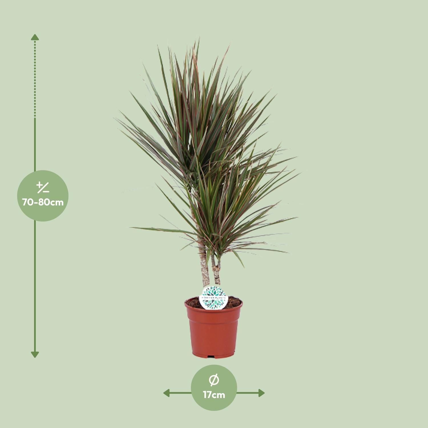 Dracaena Bicolor - Exotischer Drachenbaum für Innenräume