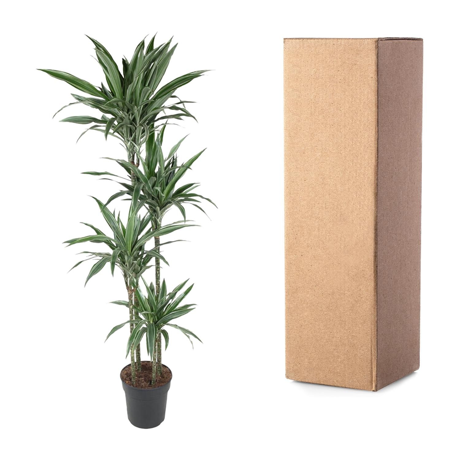 Dracaena Warneckei elegante Zimmerpflanze