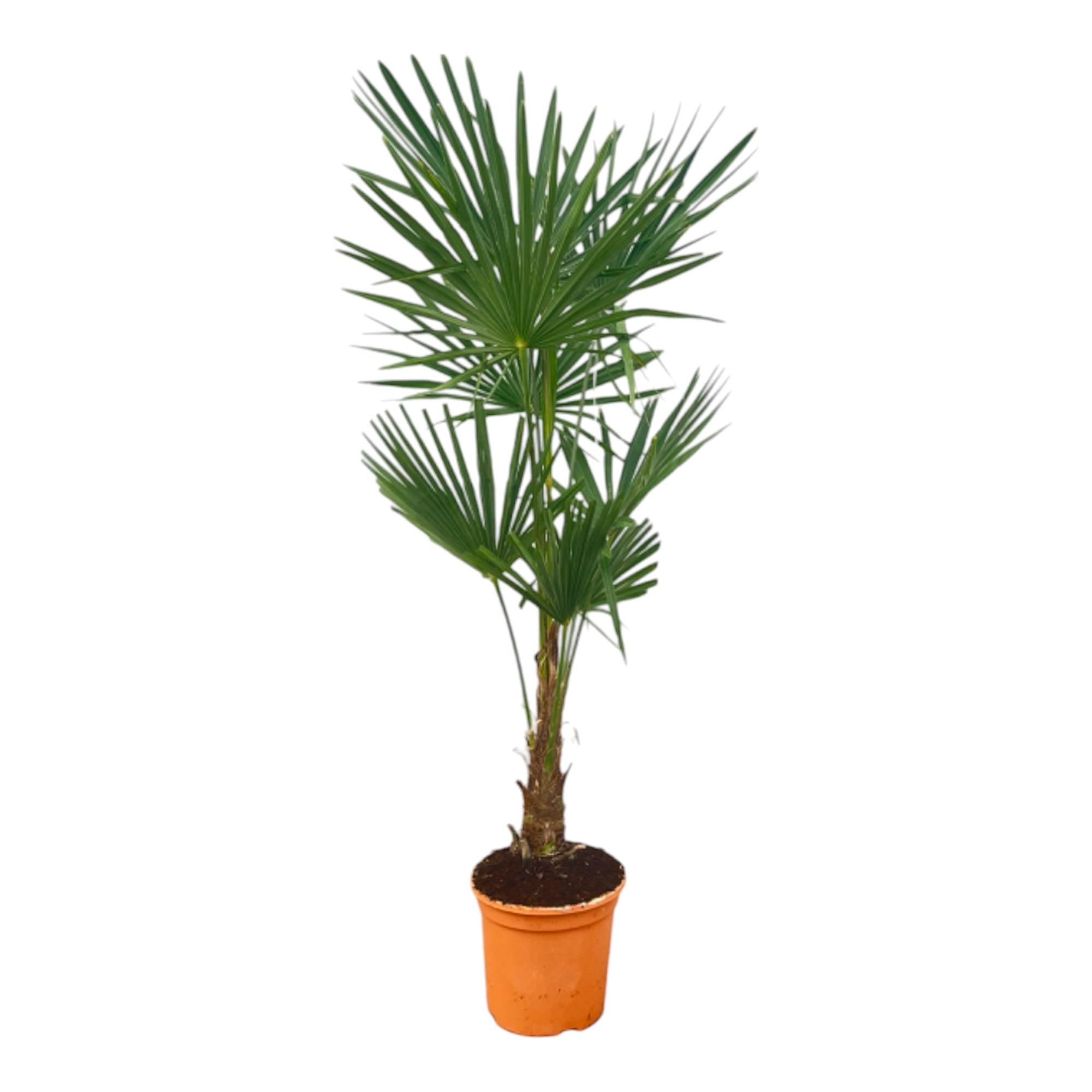 Trachycarpus Fortuneii Palme