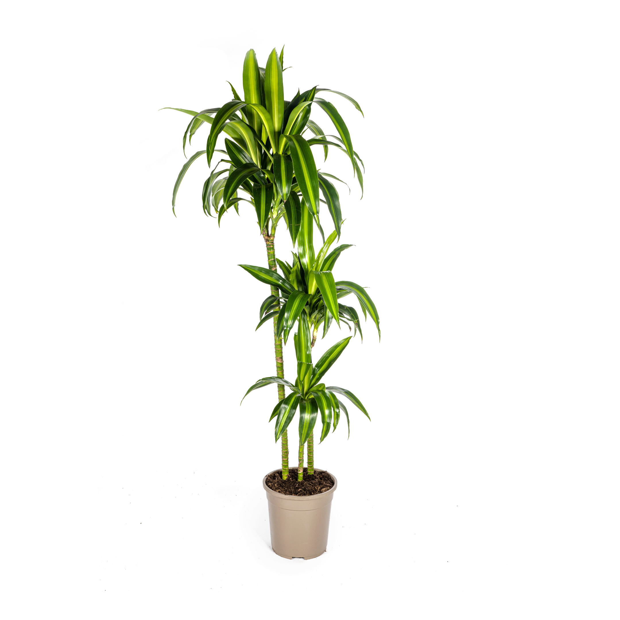 Drachenbaum Hawaiian Sunshine – Ø24cm – ↕130–150cm