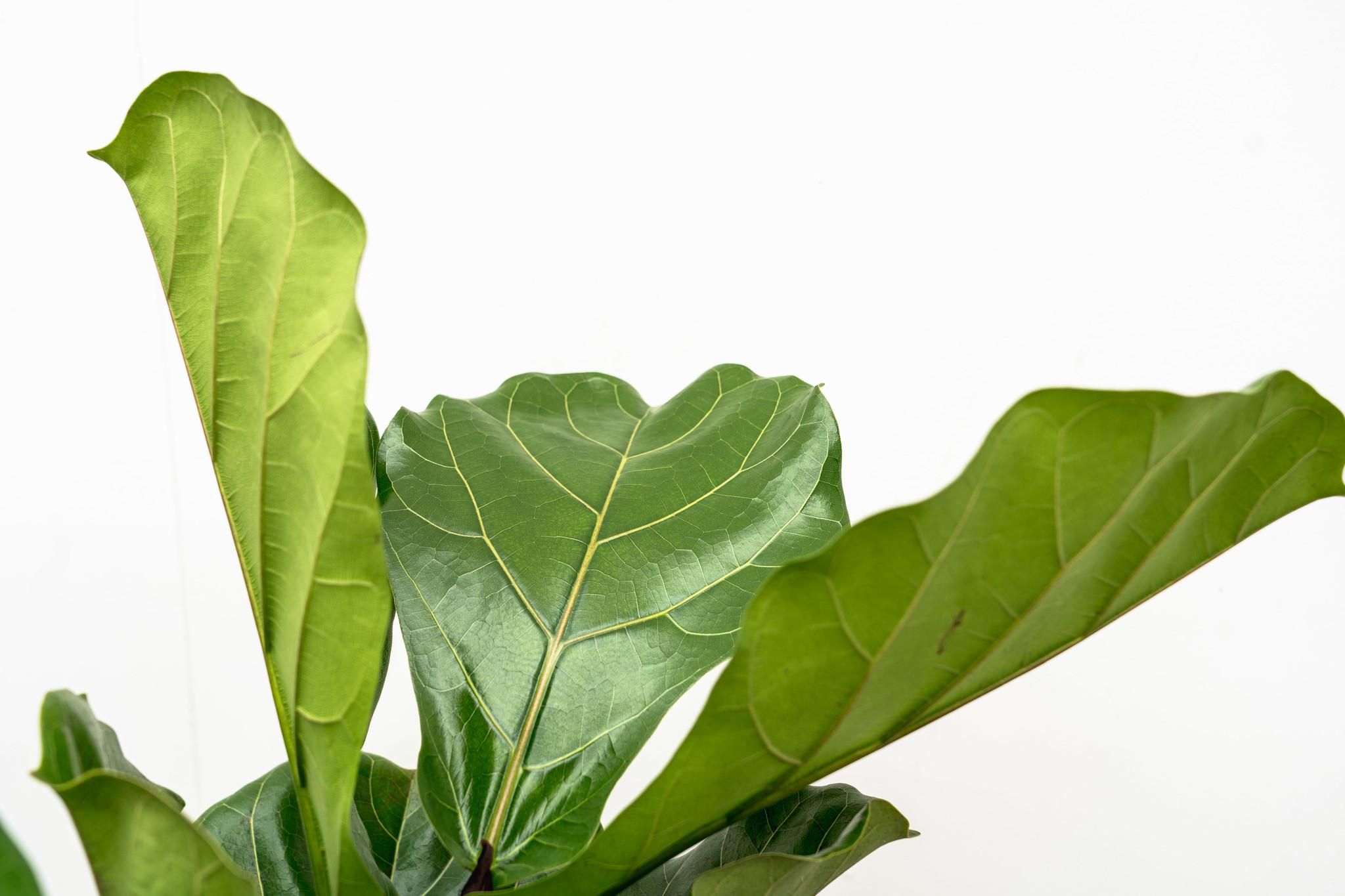 Ficus Lyrata Geigenfeige XL Zimmerpflanze