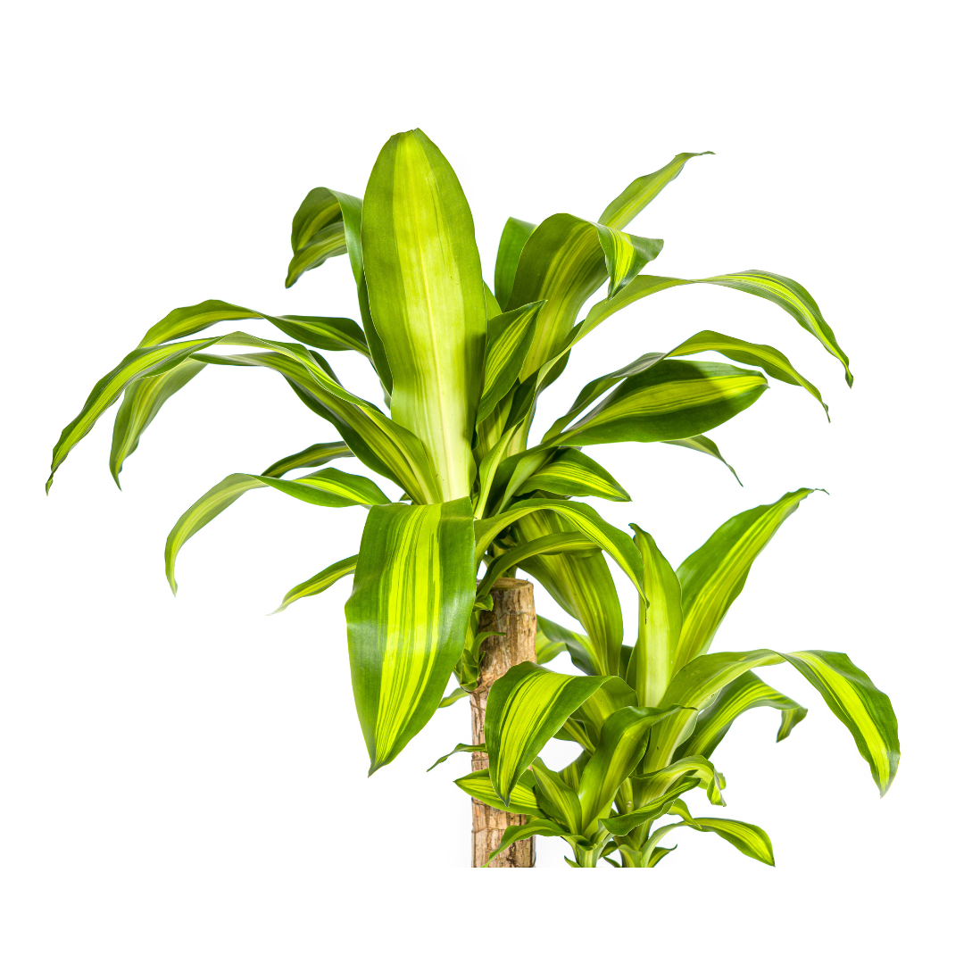 Drachenbaum Massangeana Ø19cm – 70-90cm Hoch
