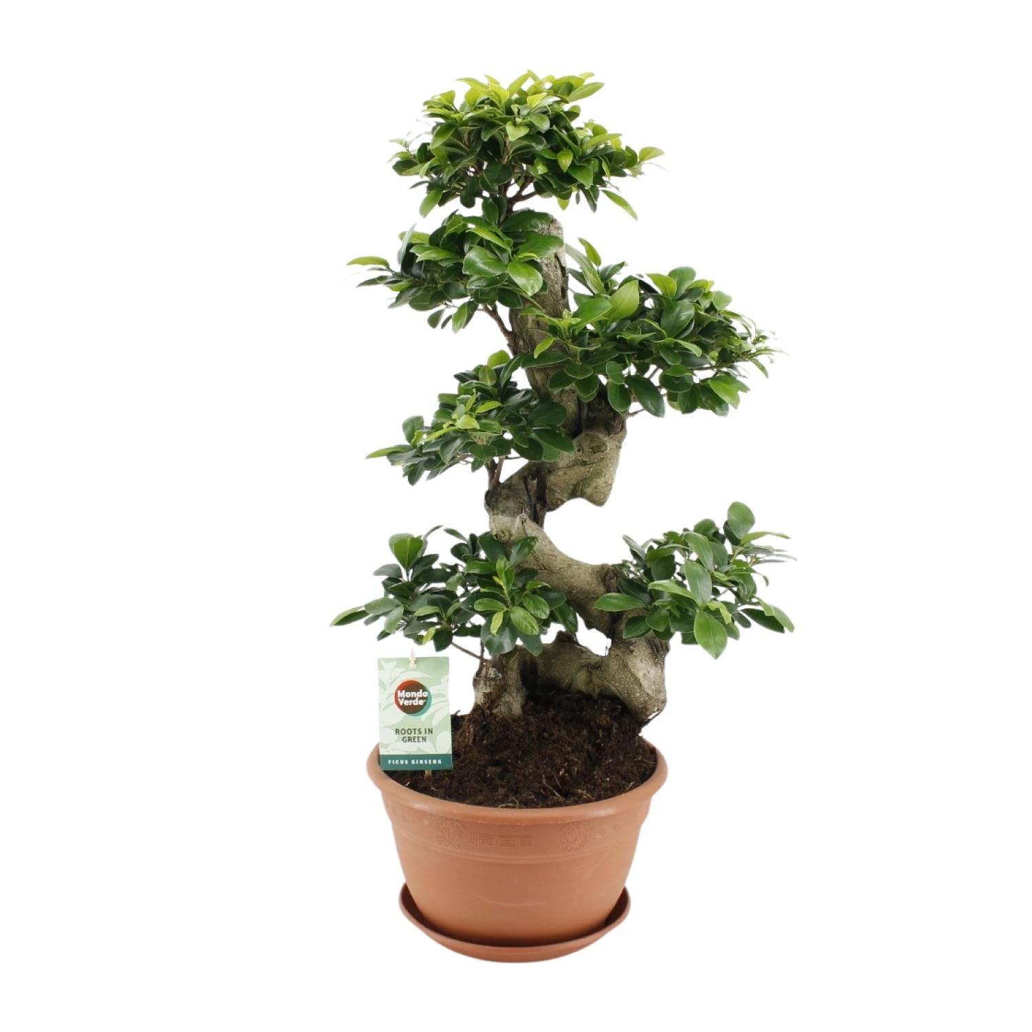 Ficus Ginseng Zimmerpflanze in dekorativem Topf