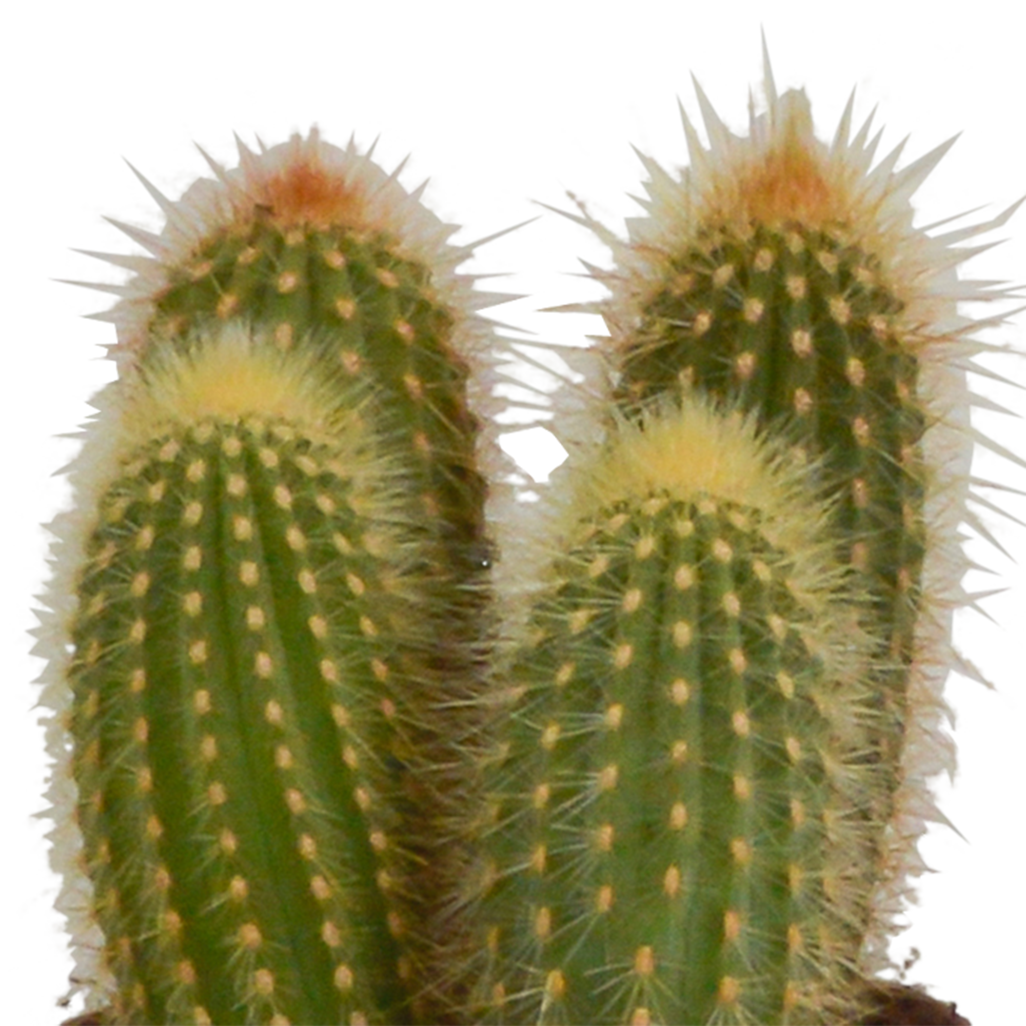Cereus Säulenkaktus Mix in handbemalter Mexikanischer Vase