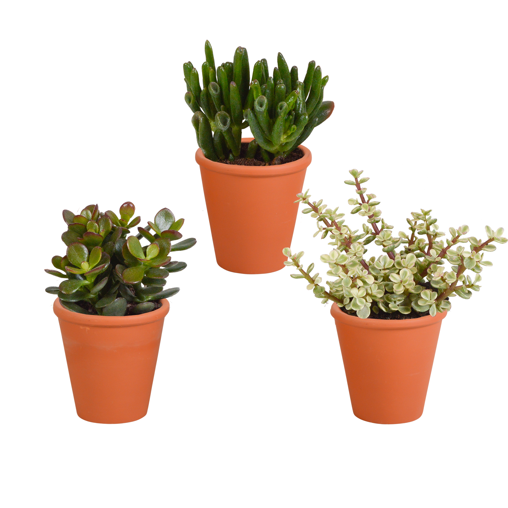 Crassula Mix im Terrakotta-Topf