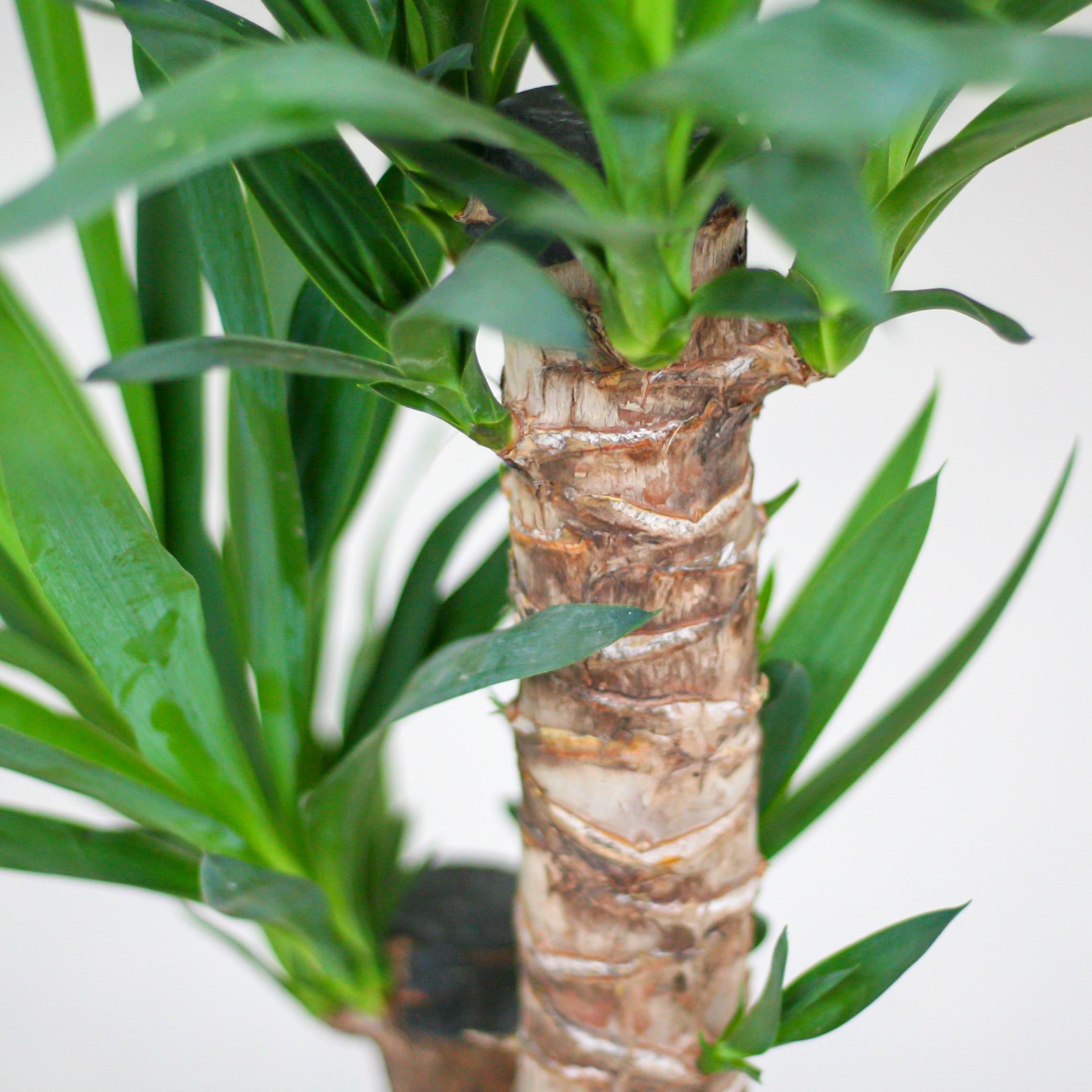 Yucca Elephantipes | 90cm | Ø21 | Viber Topf Schwarz