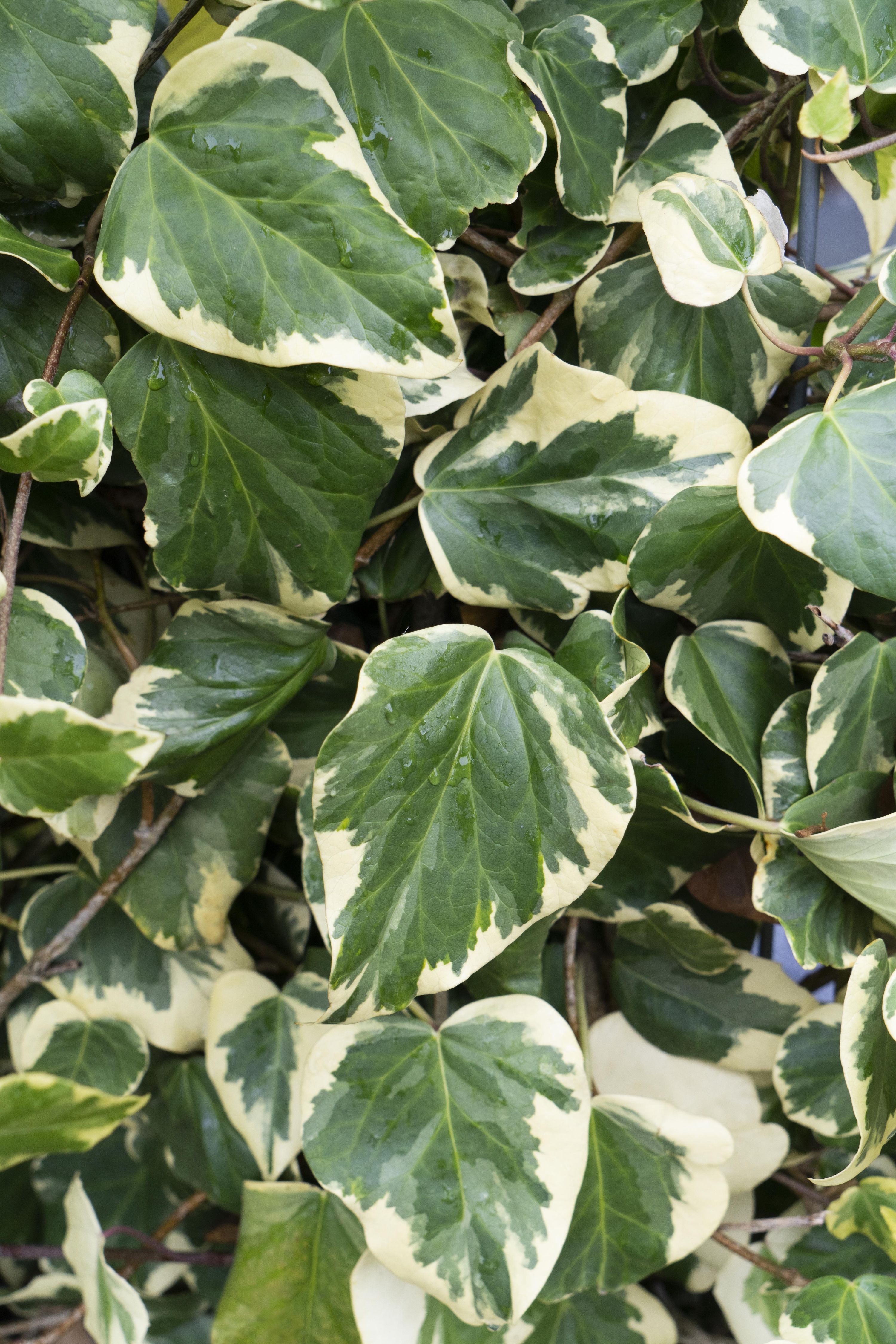 Hedera Kolchika 'Dentata Variegata' Kletterpflanze im Set