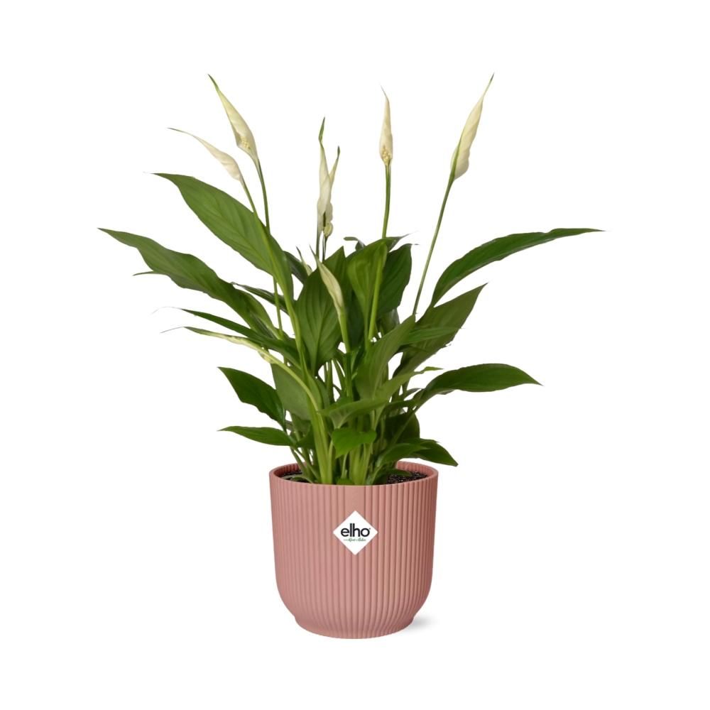 Friedenslilie Spathiphyllum – Elegante Zimmerpflanze mit Luftreinigender Wirkung