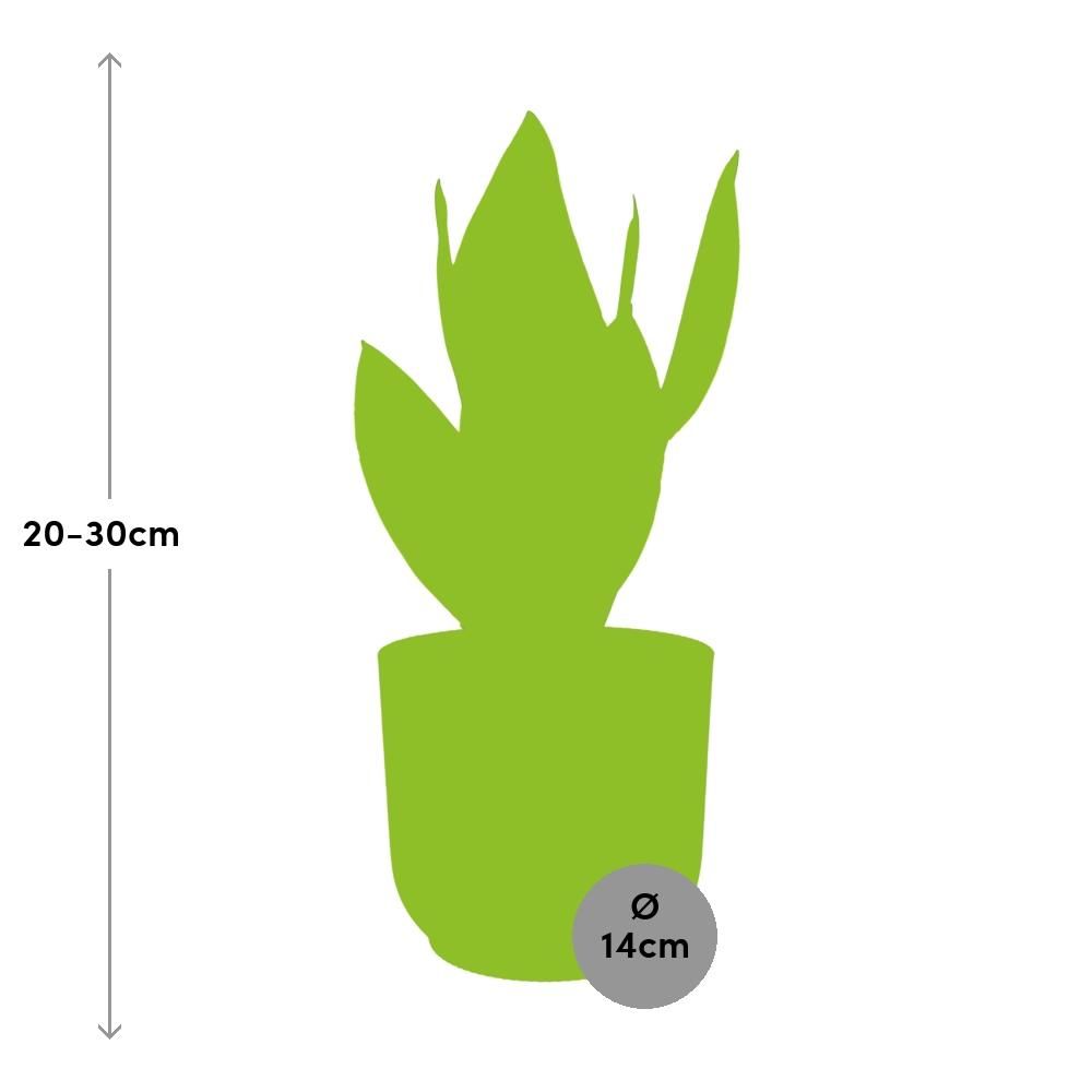 Sansevieria Futura Superba Zimmerpflanze