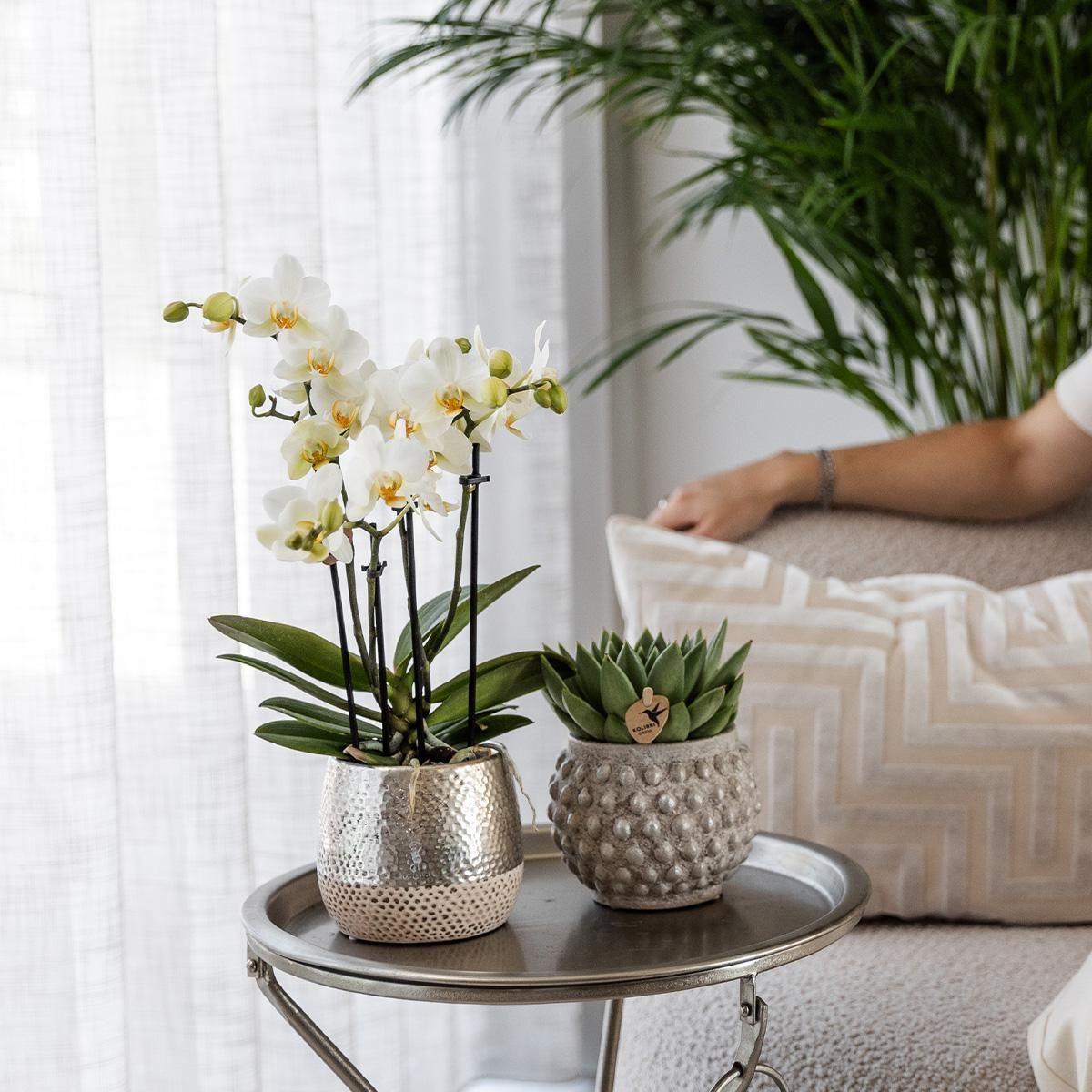 Phalaenopsis Orchidee Amabilis in silbernem Elite-Keramiktopf