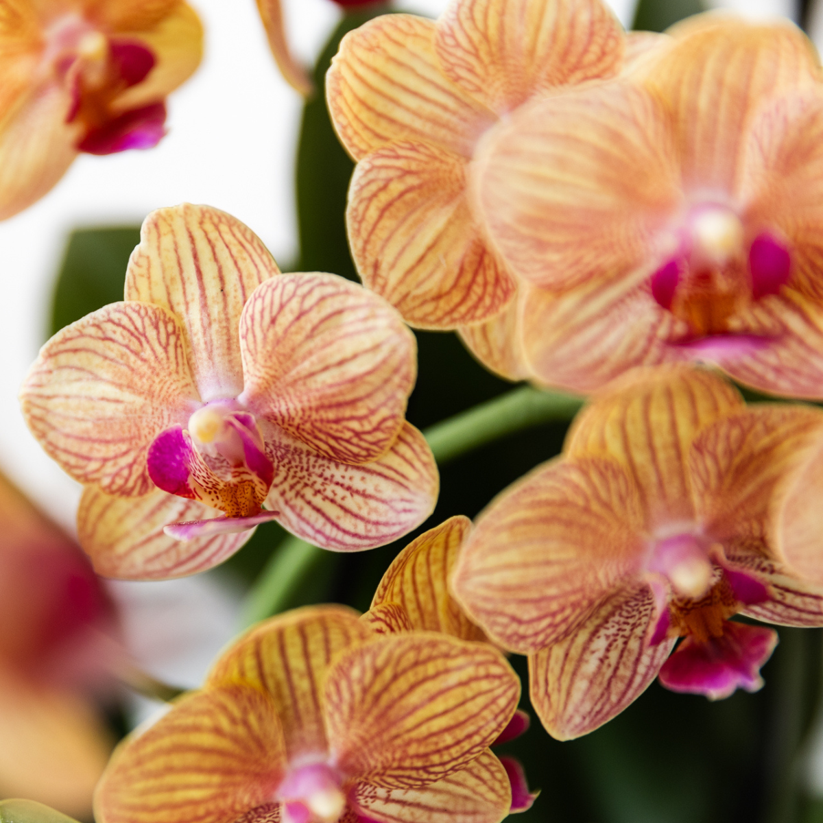 Orange Phalaenopsis Orchidee – Blühende Zimmerpflanze – Ø9cm Topf
