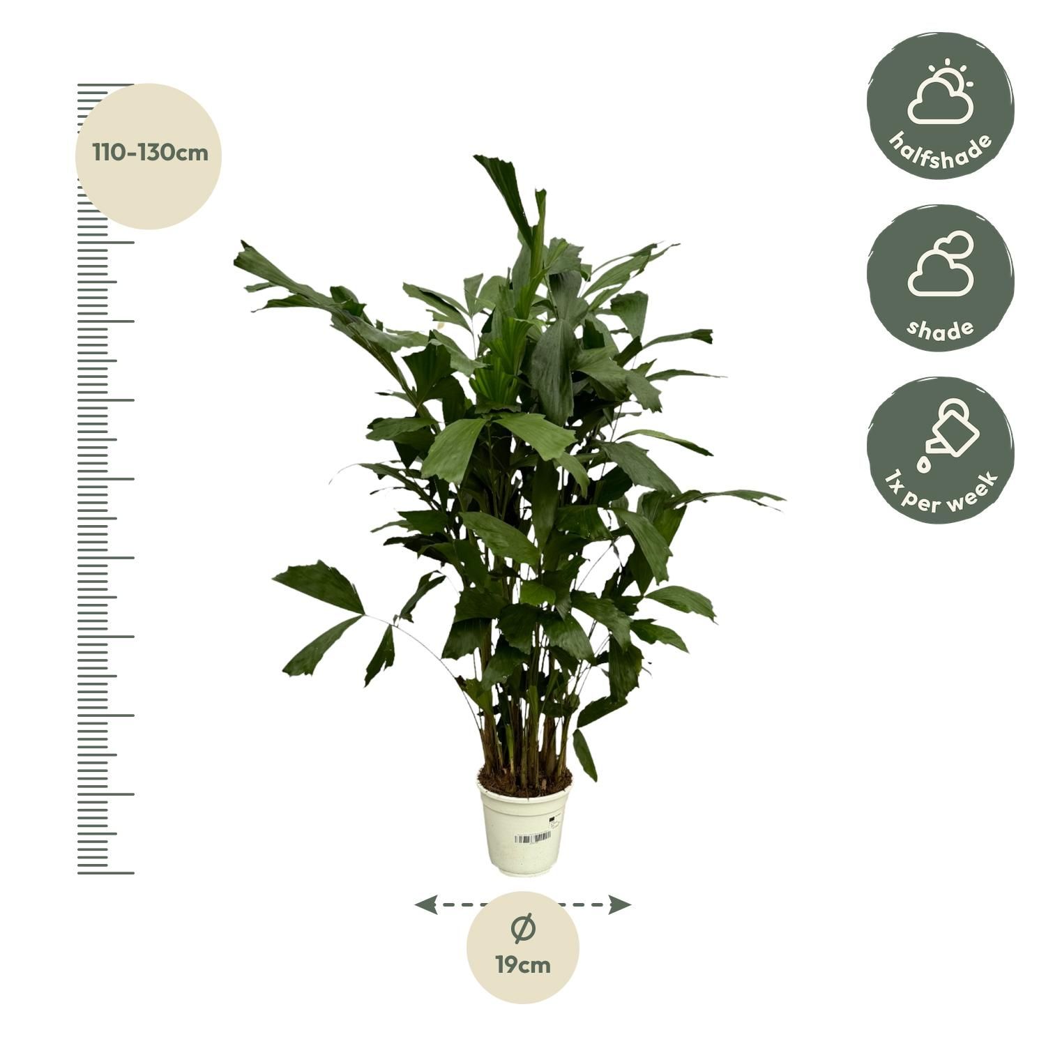 Caryota Mitis Fischschwanzpalme