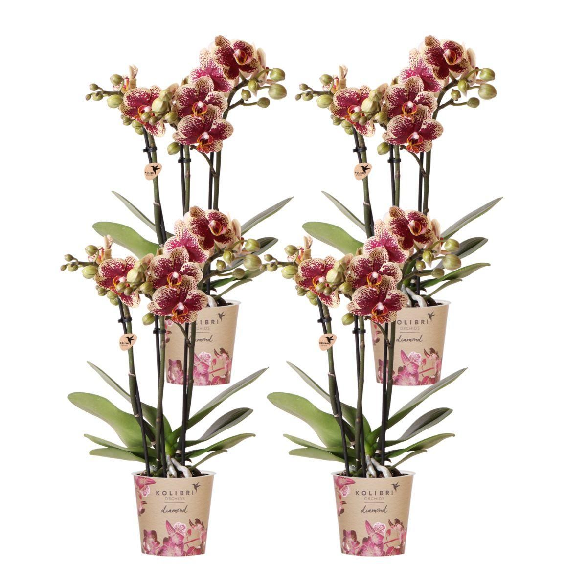 Phalaenopsis Orchidee Gelb-Rot – Blühende Zimmerpflanze