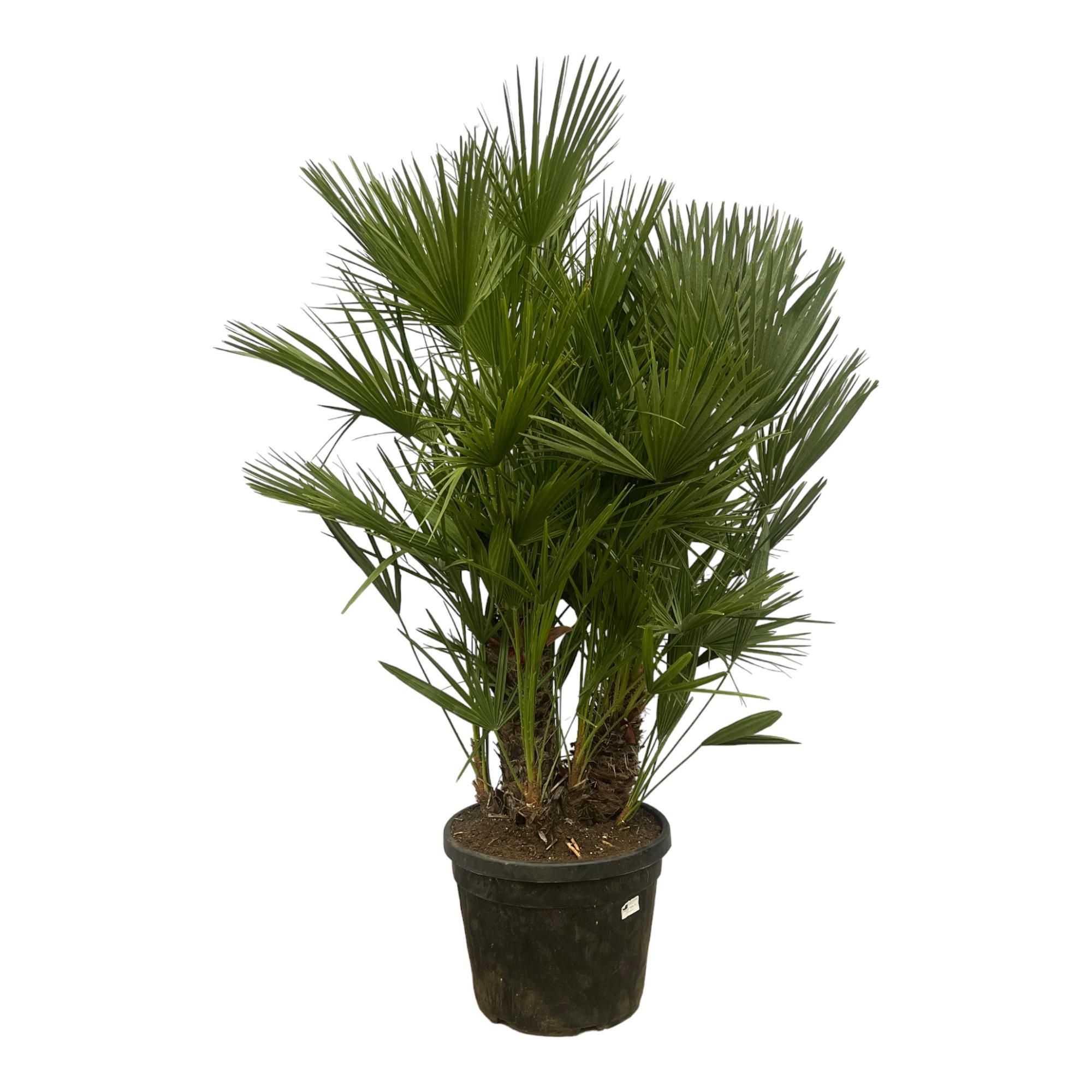 Chamaerops Humilis Zwergpalme mehrstämmig
