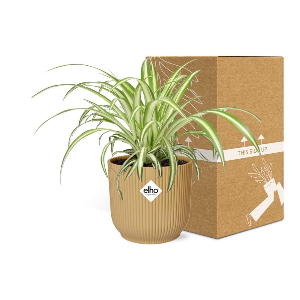 Spinnenpflanze Chlorophytum in stylischem ELHO Übertopf