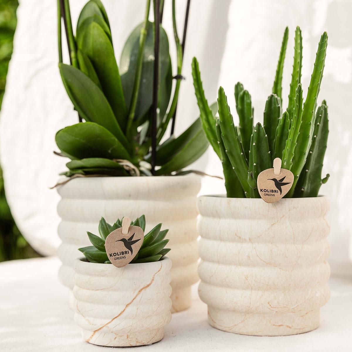 Marmor-Topf – Hell – Ø12cm | Blumentopf für Zuhause